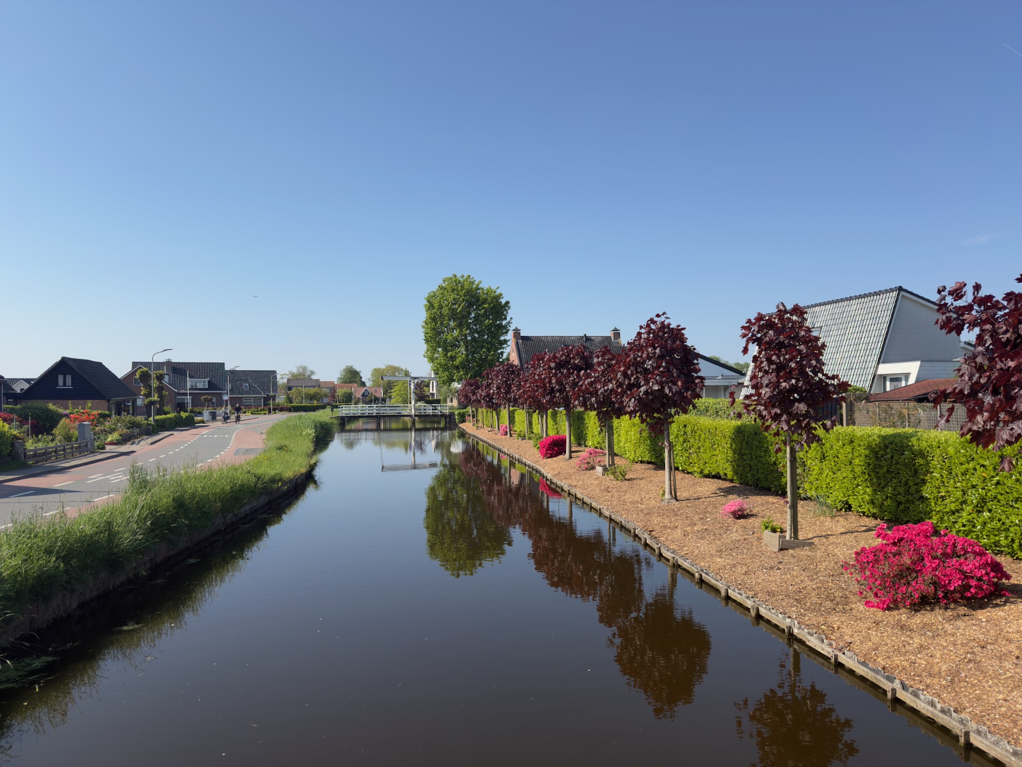Canal flanked by pollarded trees with deep red foliage and pink azaleas