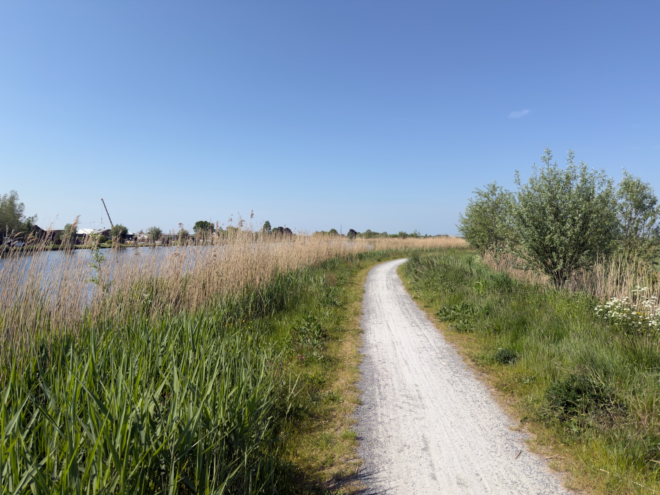 Gravel path winding through tall reeds beside open water