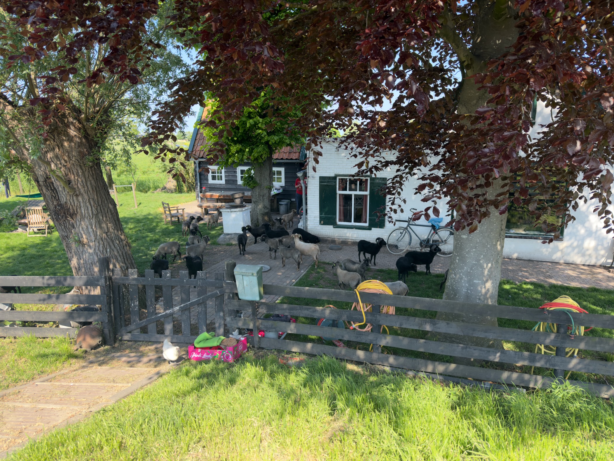 Goats wandering in the yard of a small white farmhouse beneath a copper beech tree