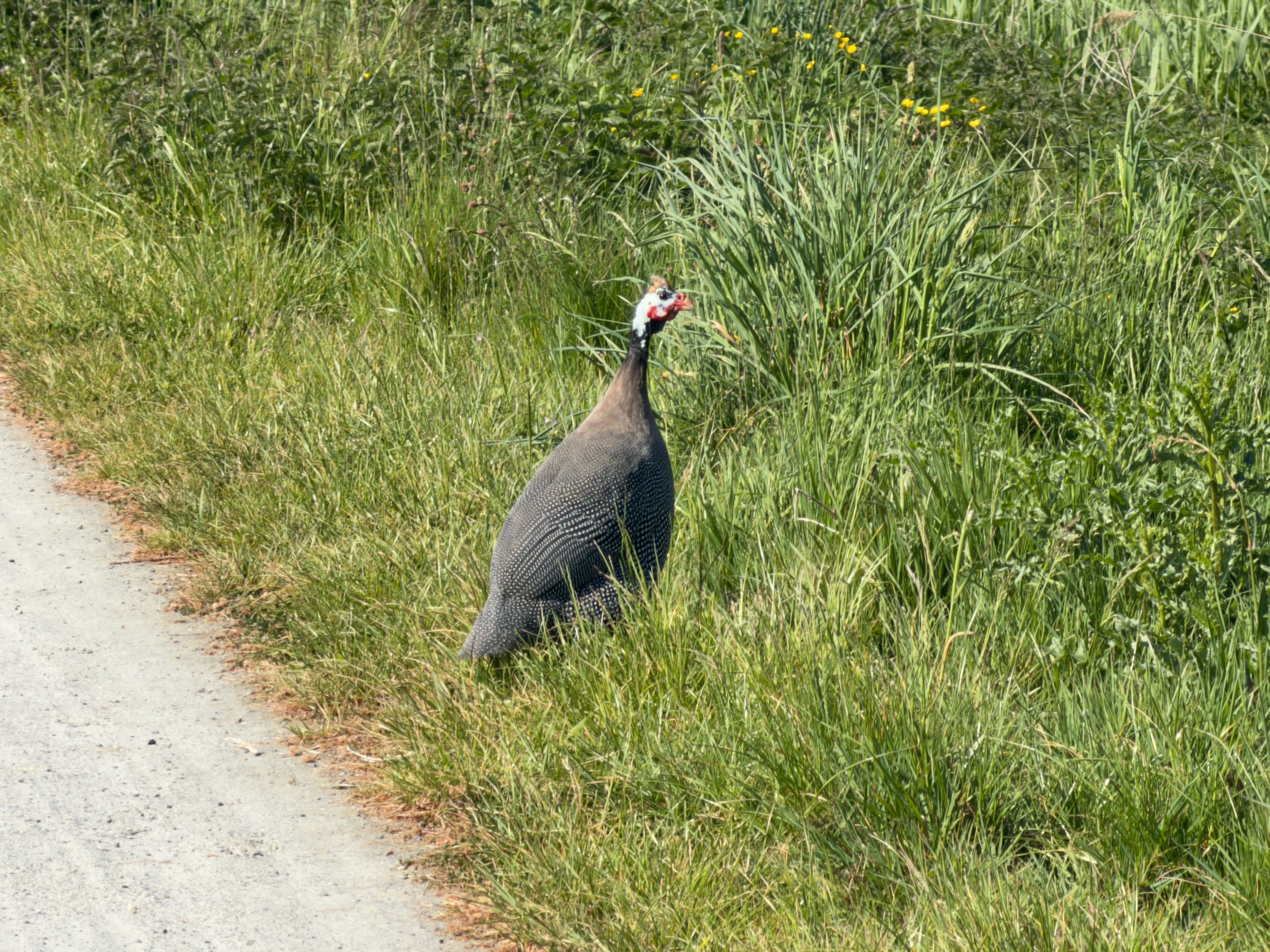 Helmeted guineafowl standing in the long grass beside the path