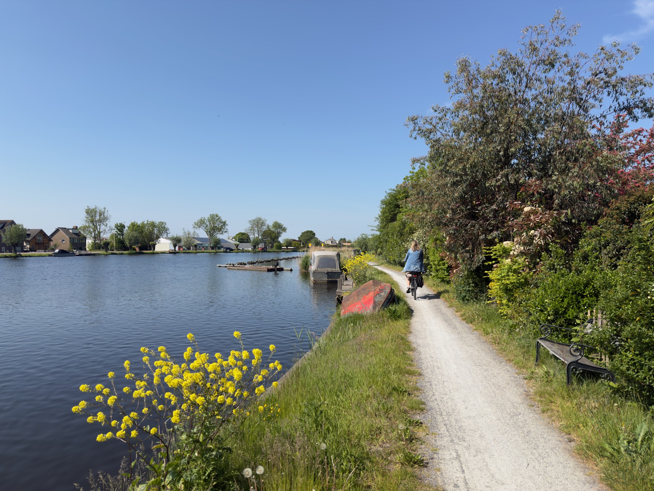 Towpath along the Amstel with yellow flowers in the foreground and a cyclist passing ahead