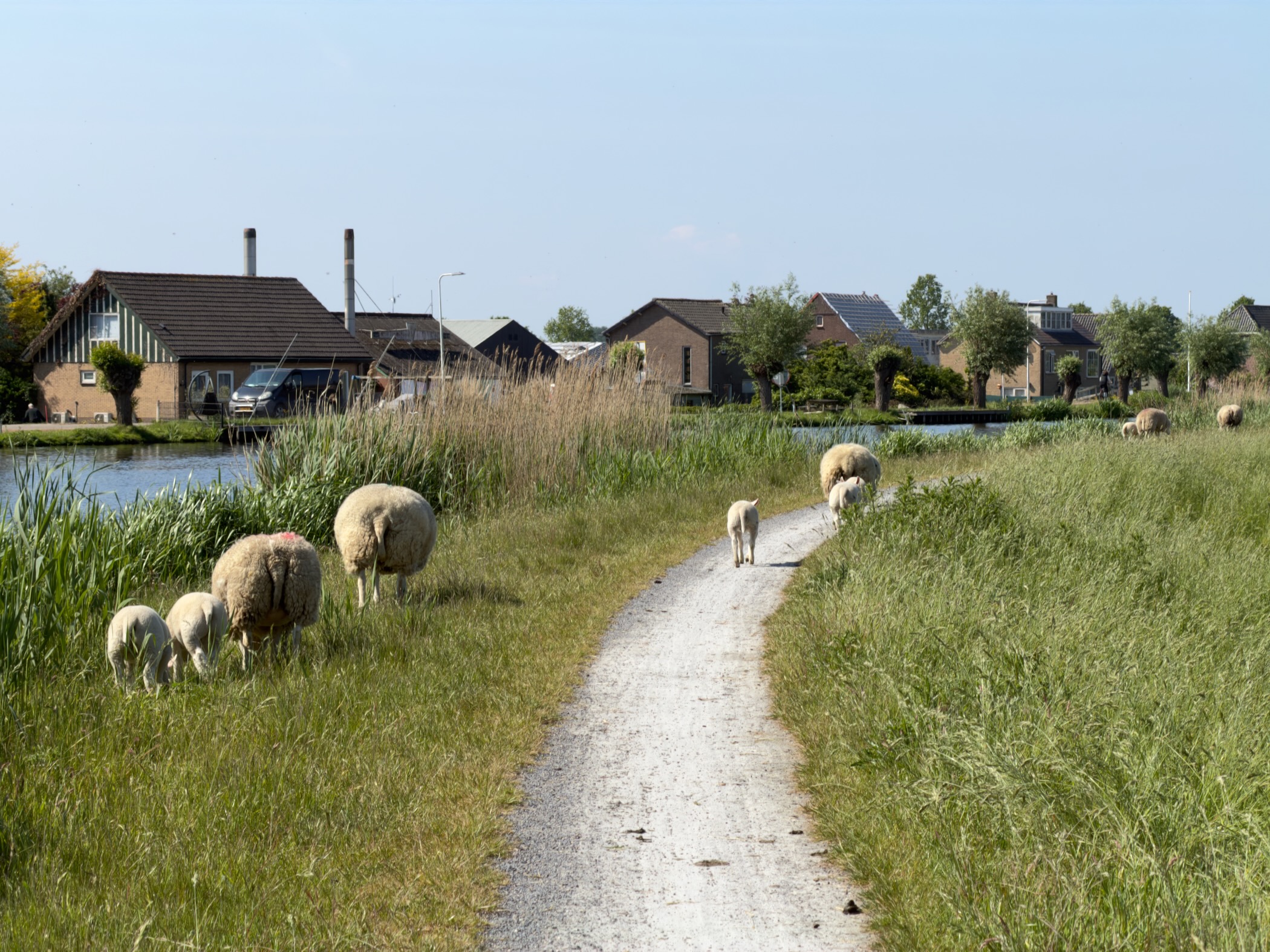 Sheep grazing along a narrow gravel path beside a canal with houses behind