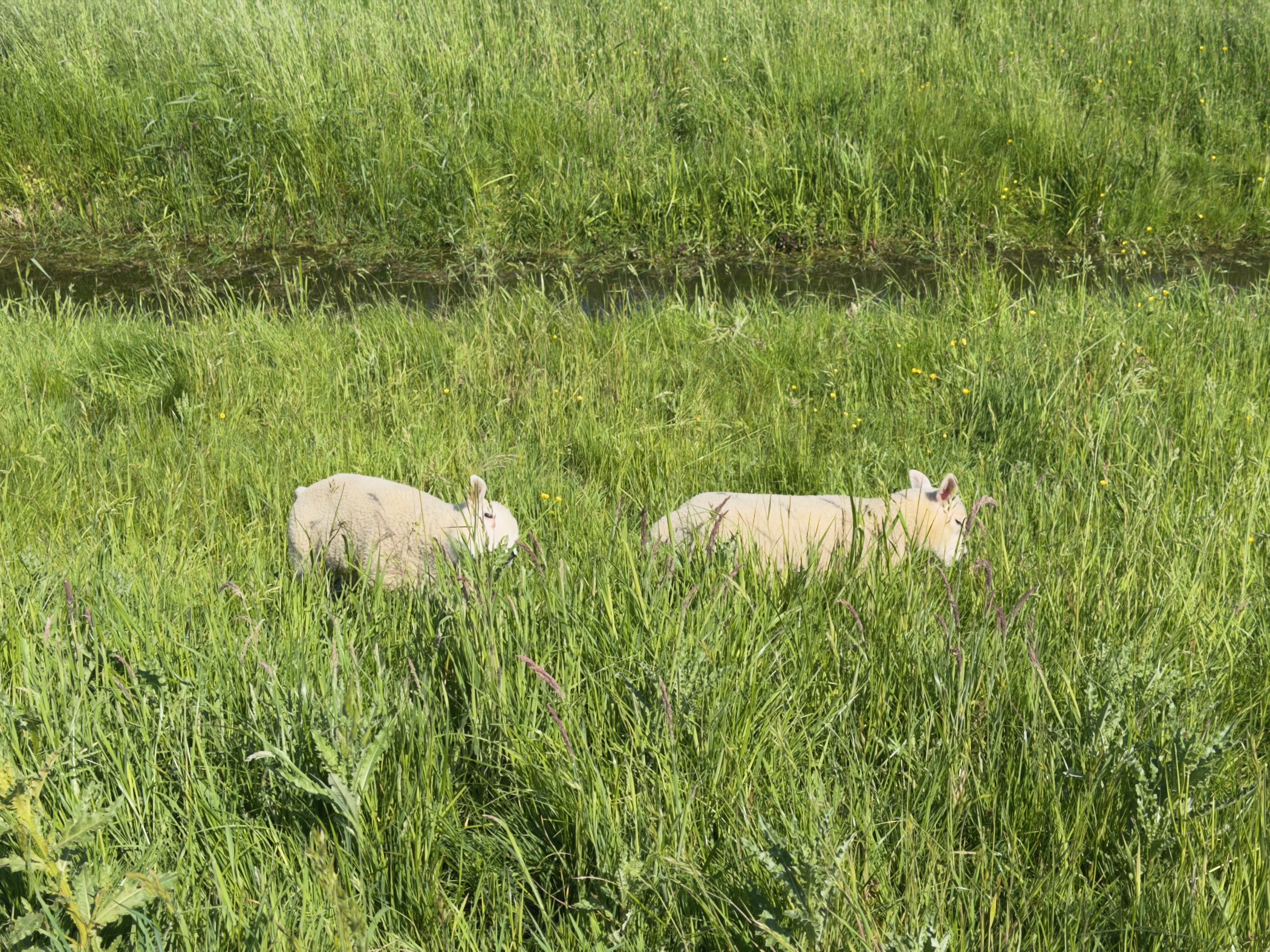 Two sheep half hidden in tall meadow grass beside a narrow ditch