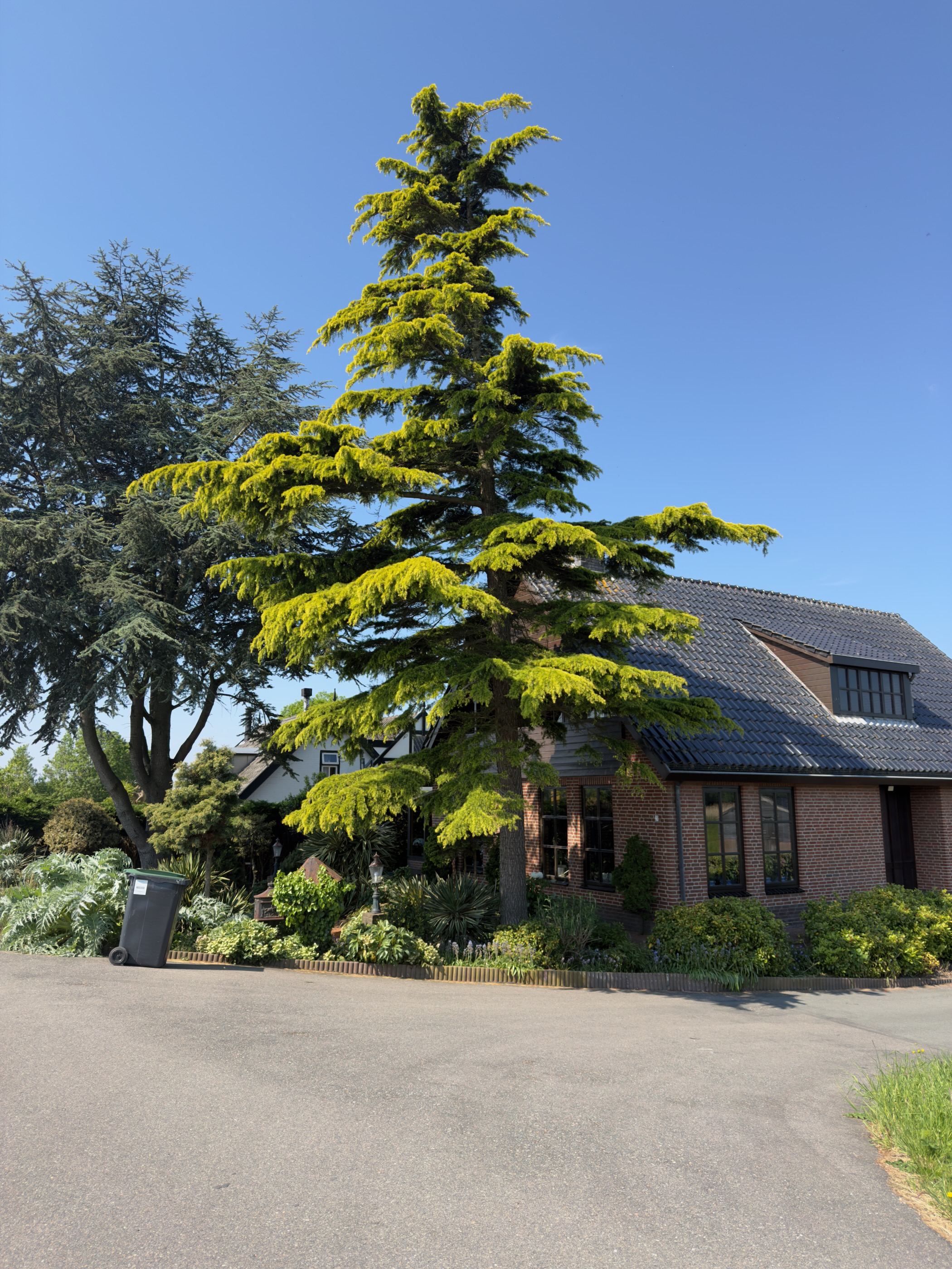 Tall conifer towering beside a brick house with a steep dark roof