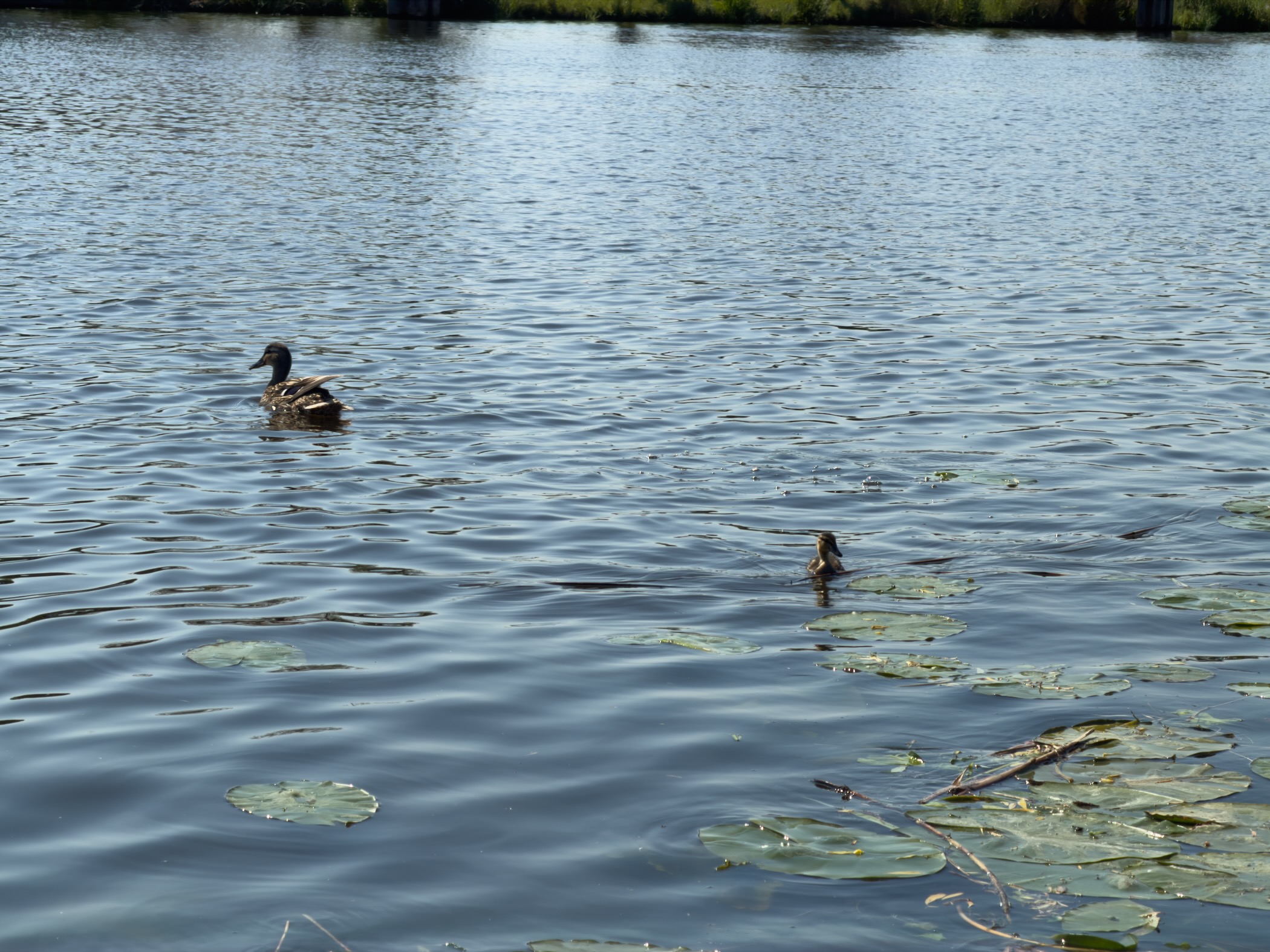 A duck and a small chick swimming on water dotted with lily pads