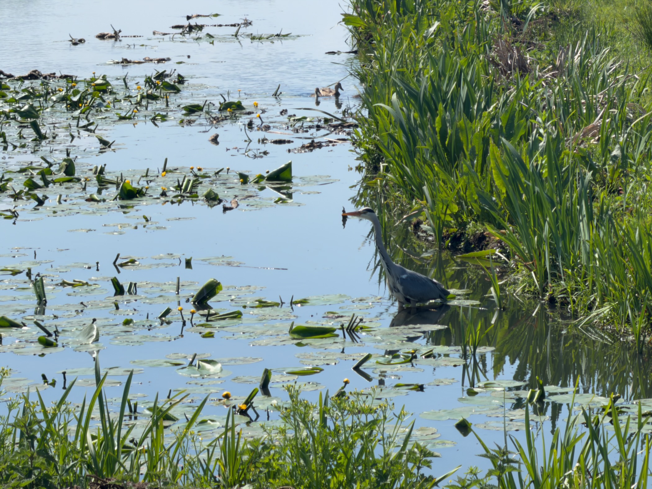 Grey heron stalking through reeds at the edge of a lily-padded pond