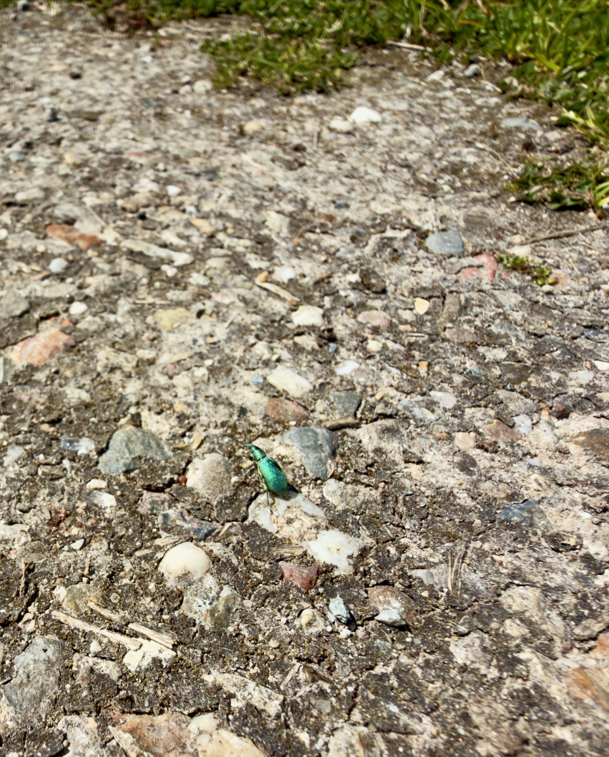 Small iridescent green-blue beetle crossing a gravel path