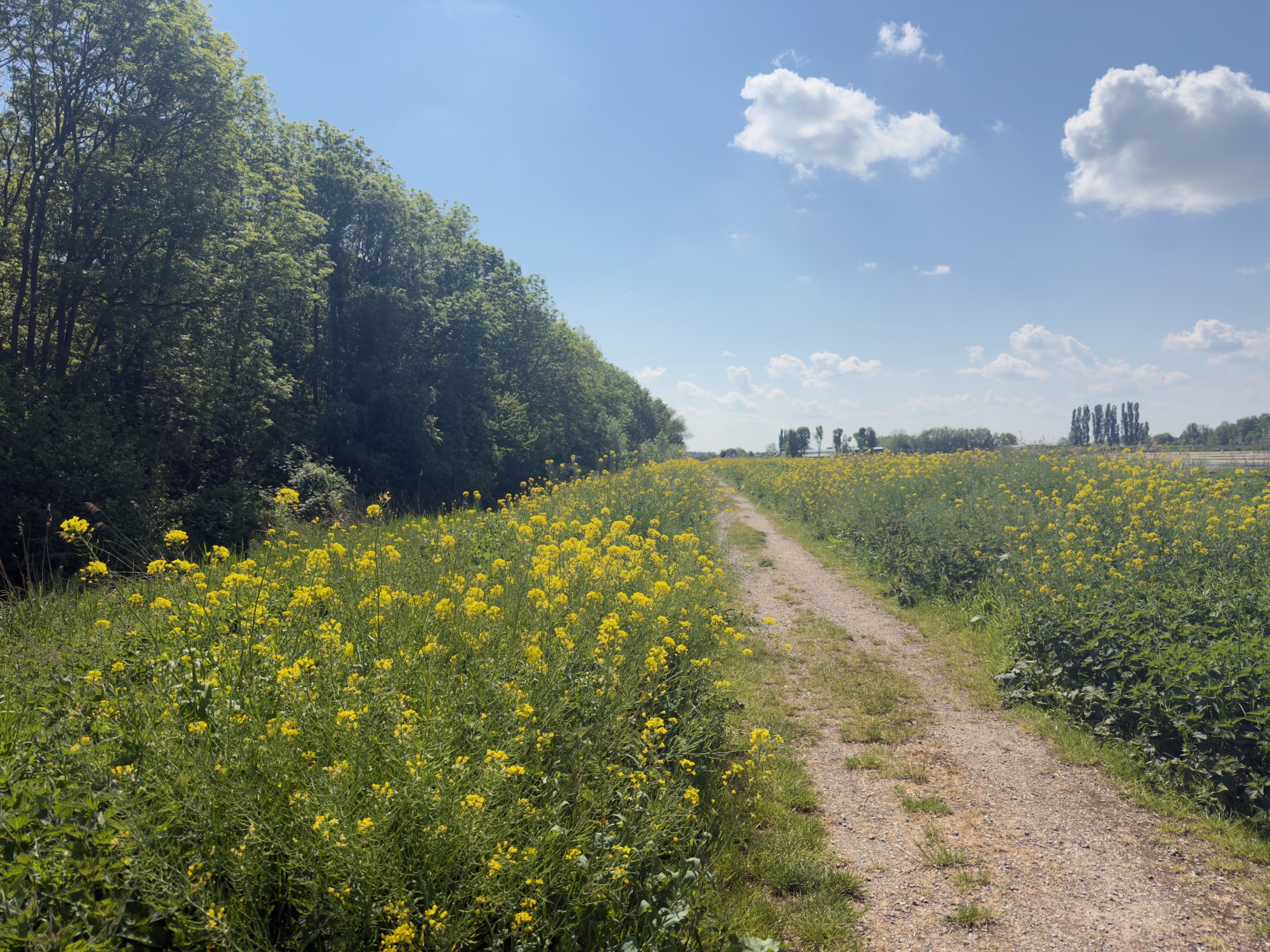 Track running between a hedge and a field of yellow rapeseed in bloom