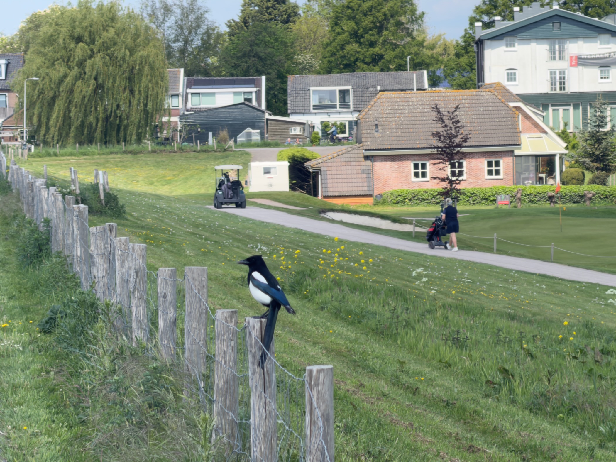 Wooden magpie figure on a fence post overlooking a golf course with houses behind