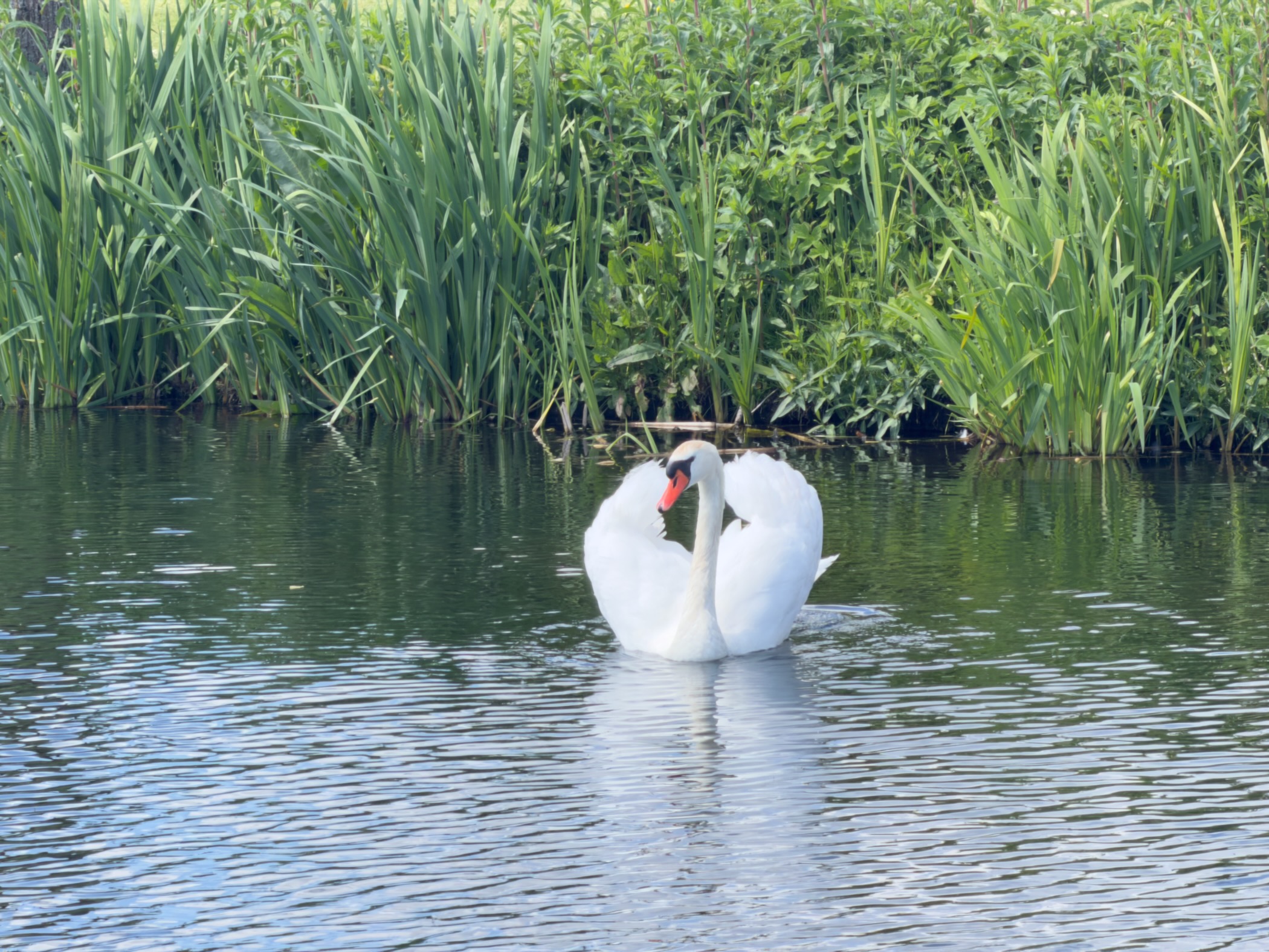 Mute swan gliding on calm water beside a fringe of bright green reeds