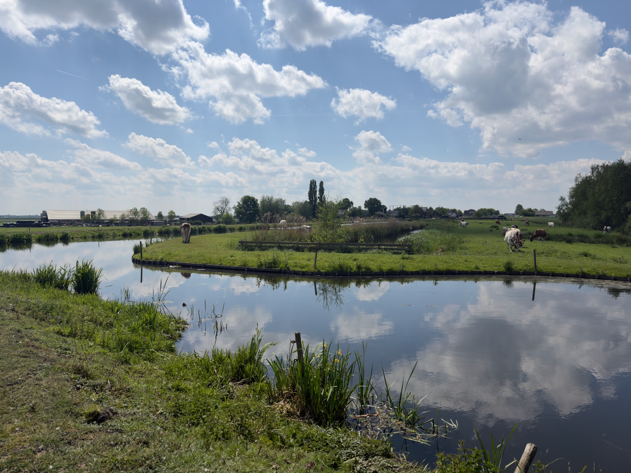 Open polder landscape with cattle grazing along ditches reflecting drifting clouds