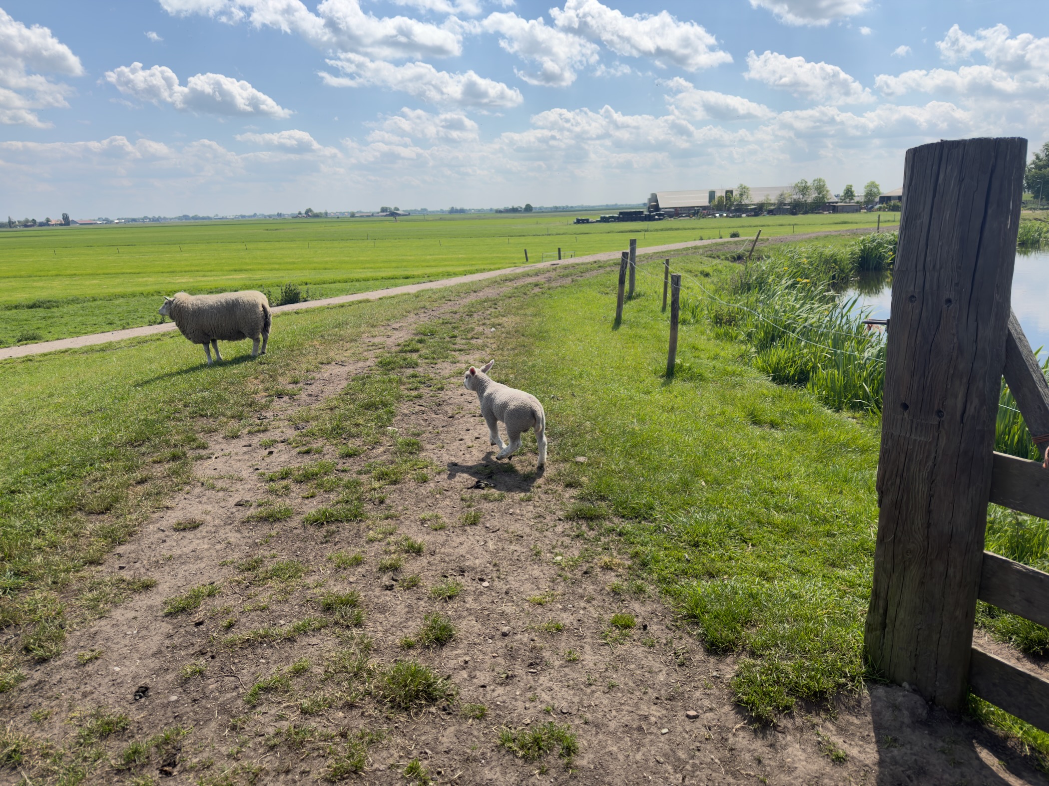 Ewe and lamb watching from a polder track stretching toward the horizon