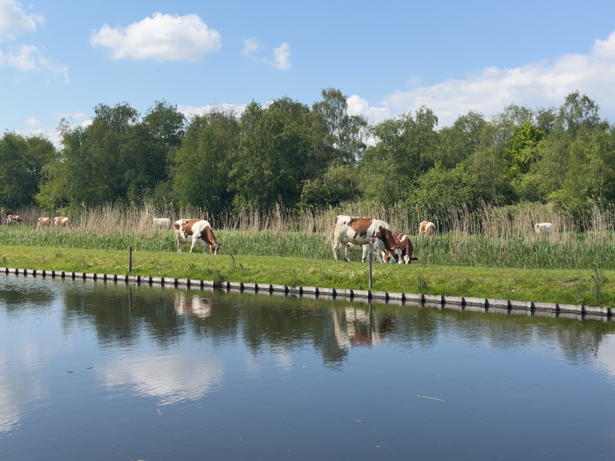 Red and white cows grazing along a canal bank, reflected in the still water