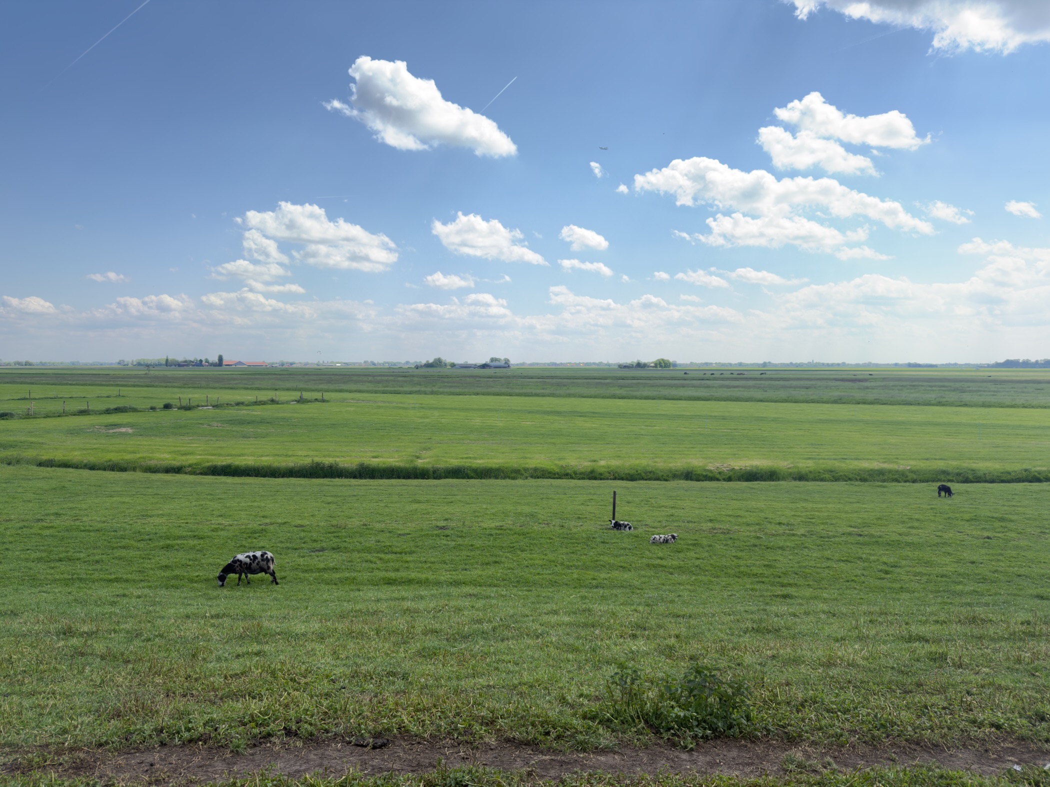 Vast green polder with grazing cattle and a faint horizon under towering clouds
