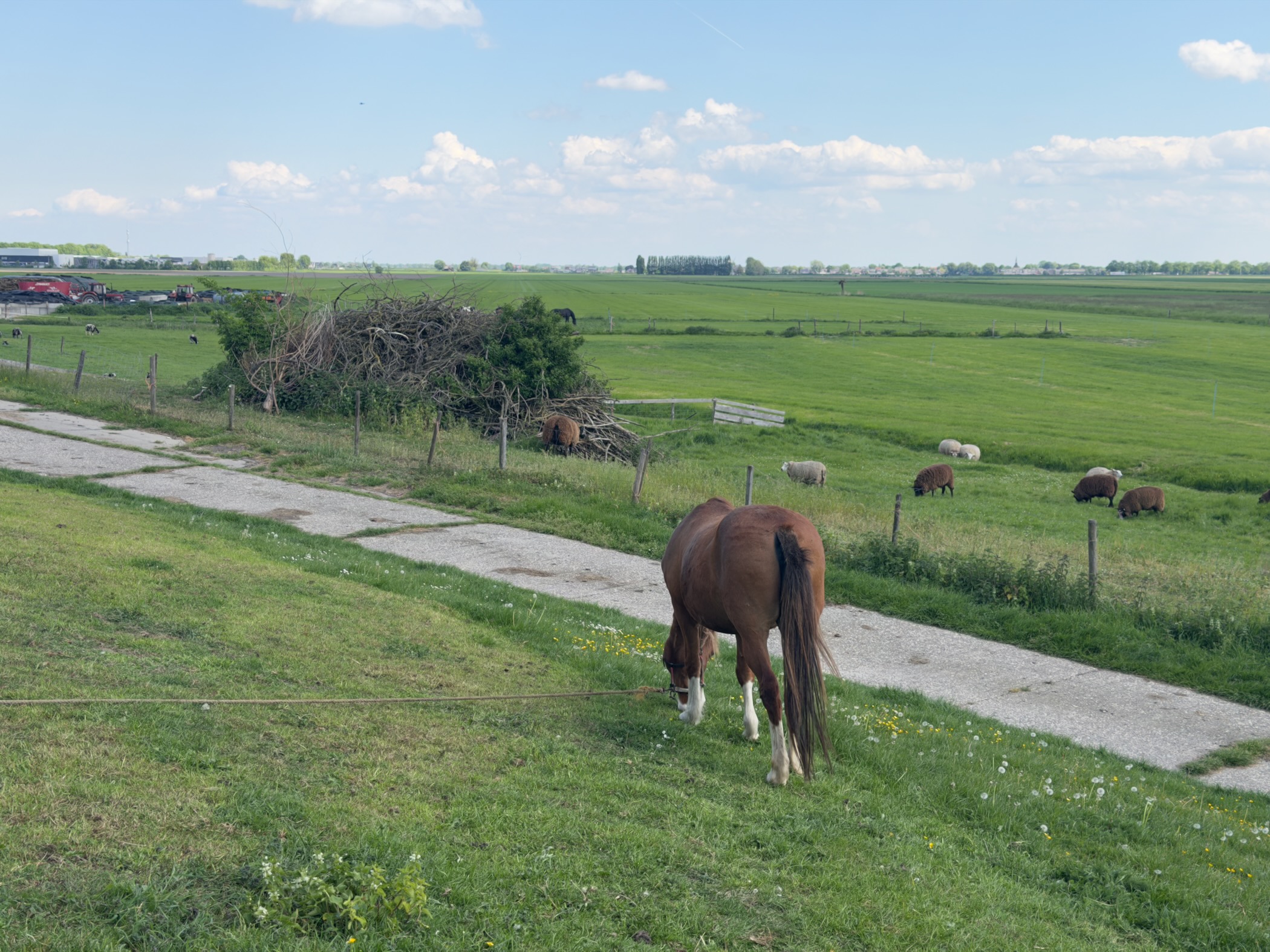 Brown horse grazing in front of a paddock with sheep in the distance