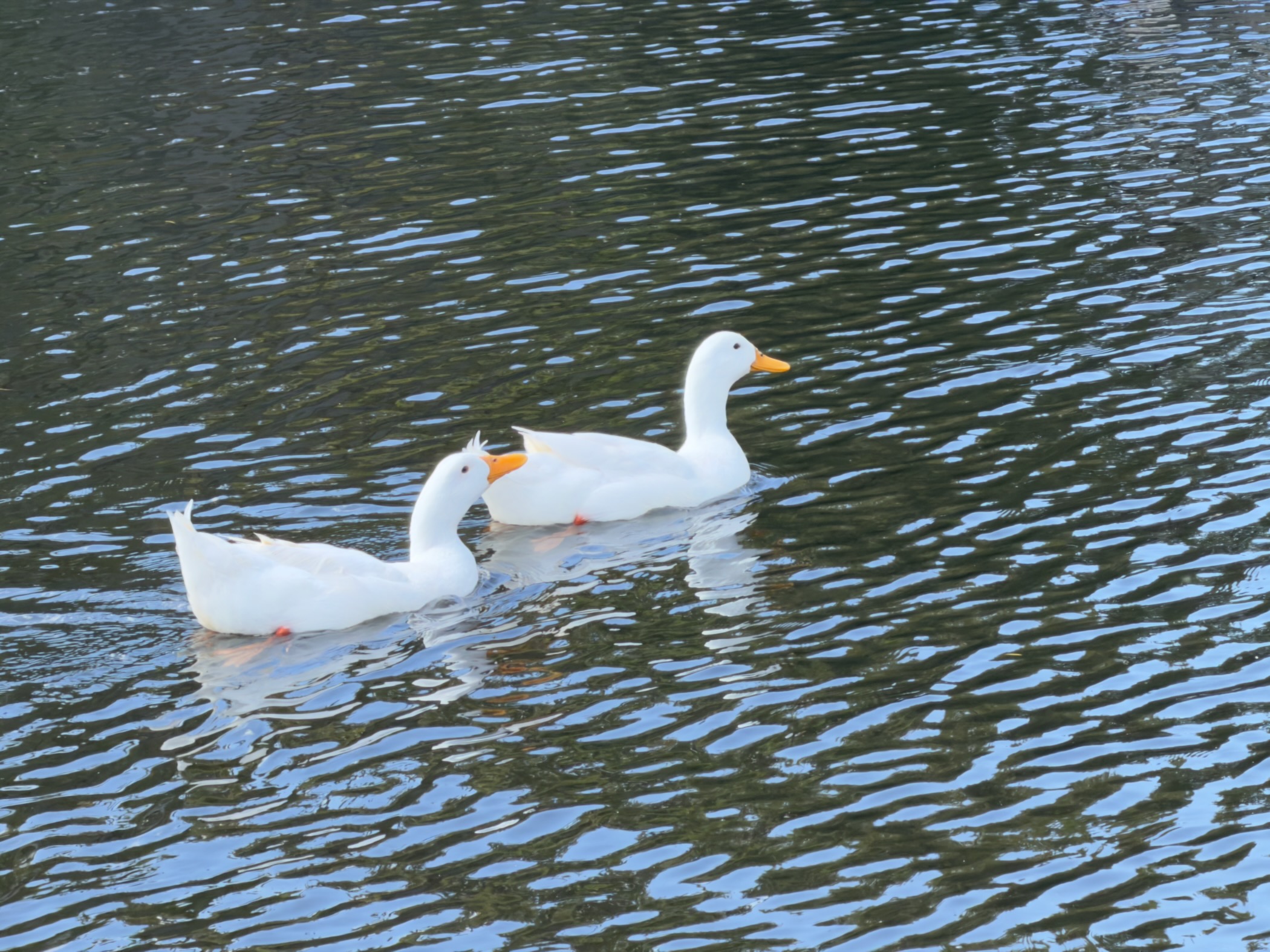 Two white domestic ducks swimming side by side on rippled water