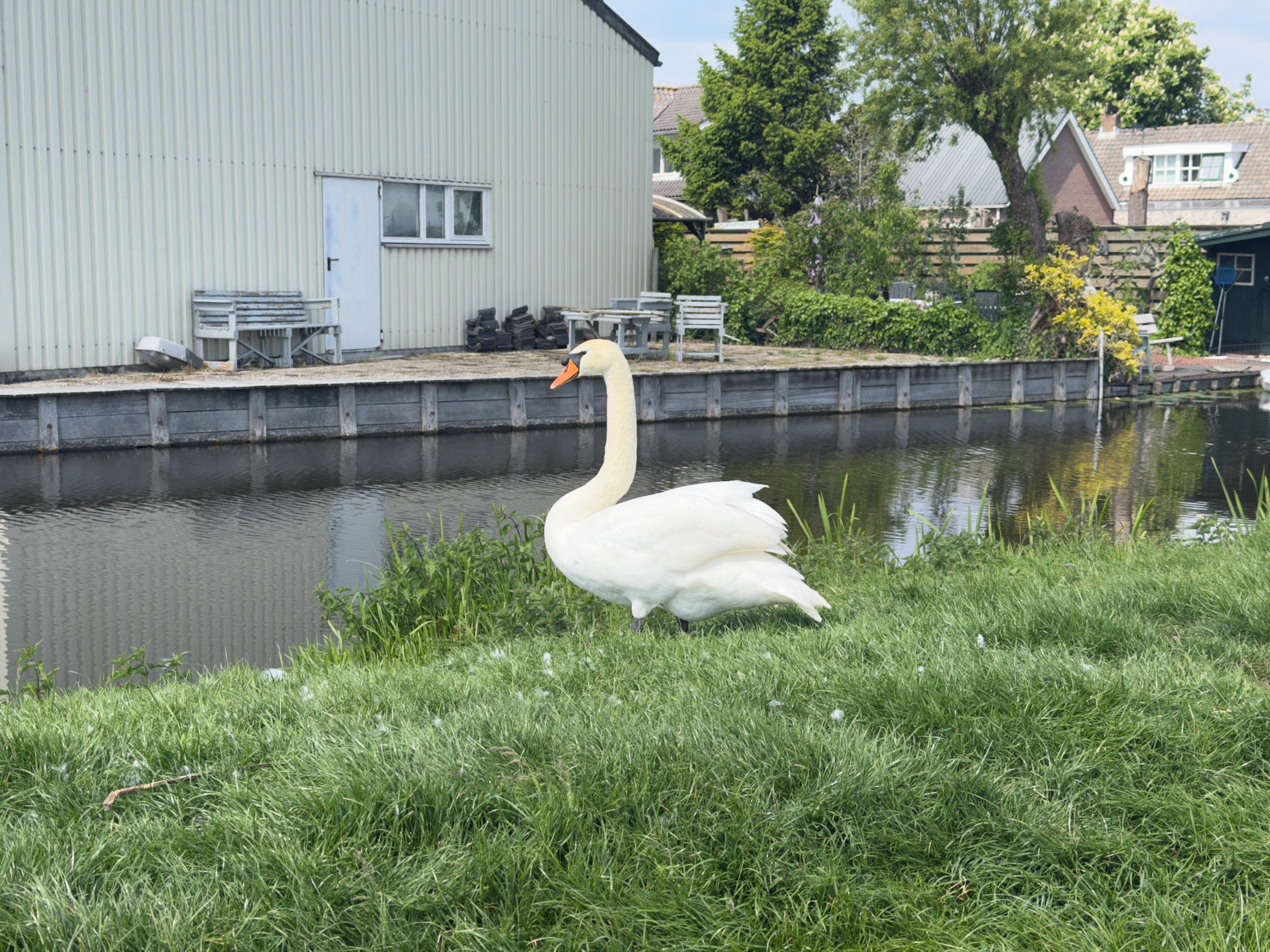 Mute swan on the grassy bank of a canal in front of a low industrial building