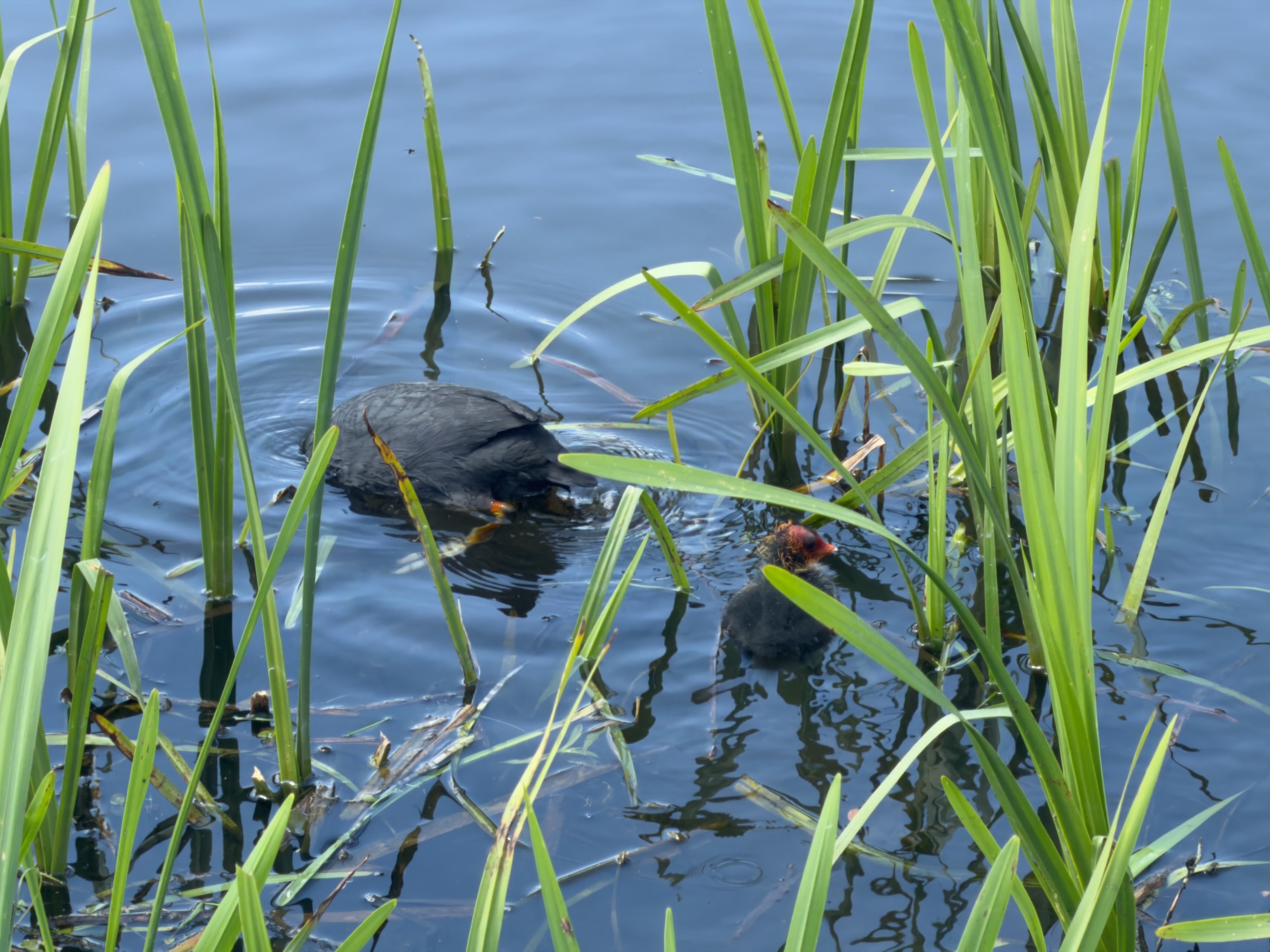 Coot and small chick swimming among reeds at the water's edge