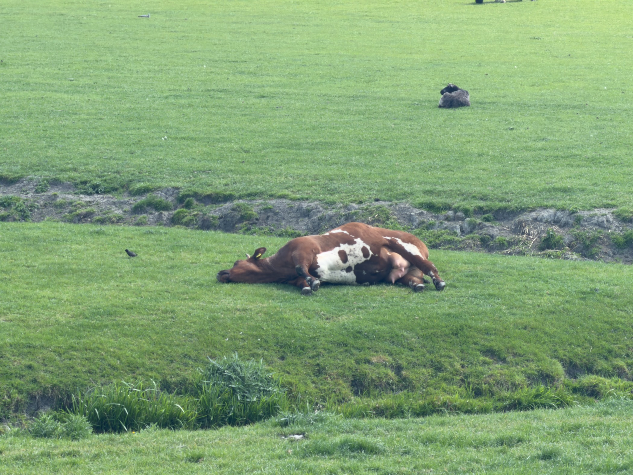 Two red and white cows lying down in lush green pasture