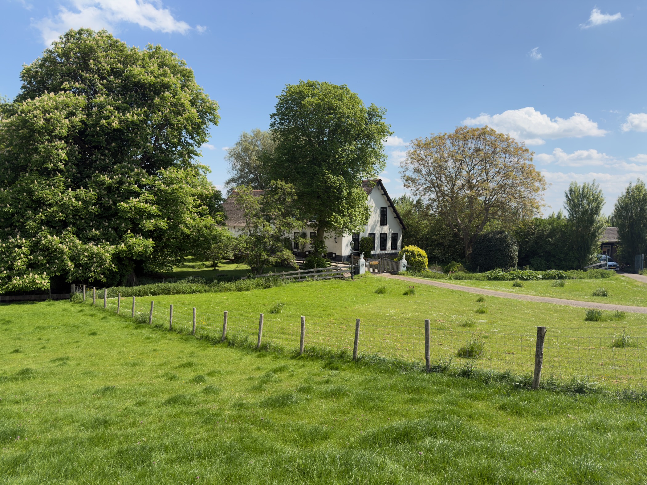 Traditional Dutch farmhouse with a white facade nestled between two large trees