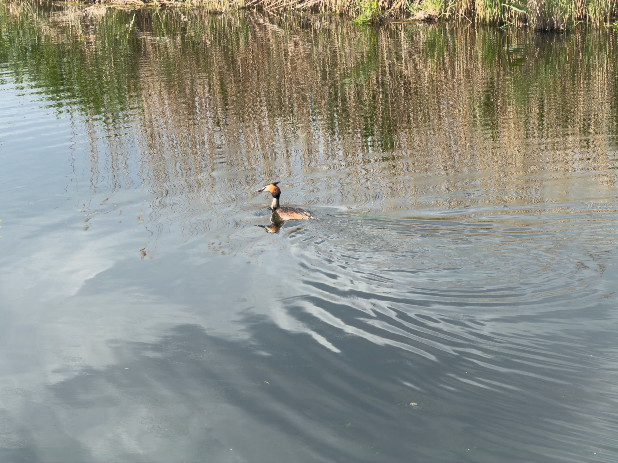 Great crested grebe swimming on a canal that mirrors the reeds along its bank
