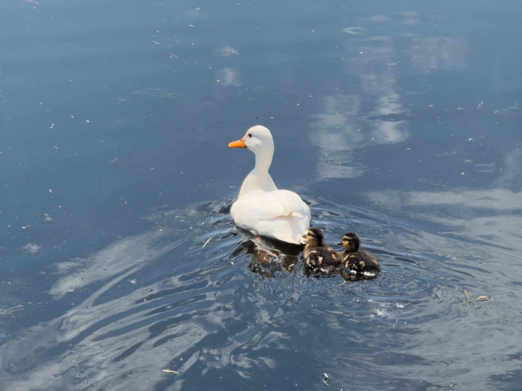 White domestic duck swimming with two fluffy ducklings close behind