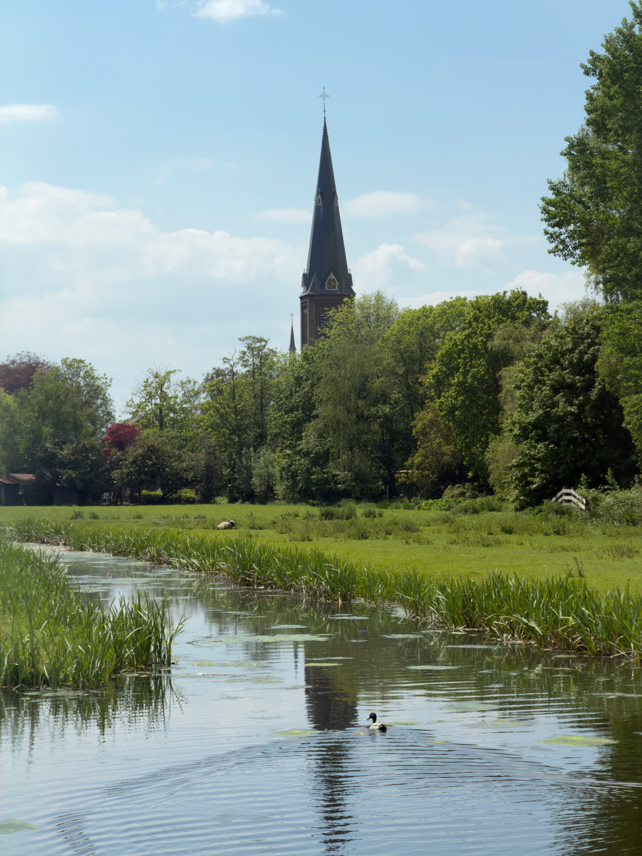 Slim church spire of Nieuwveen rising above the trees, with a coot on the canal below