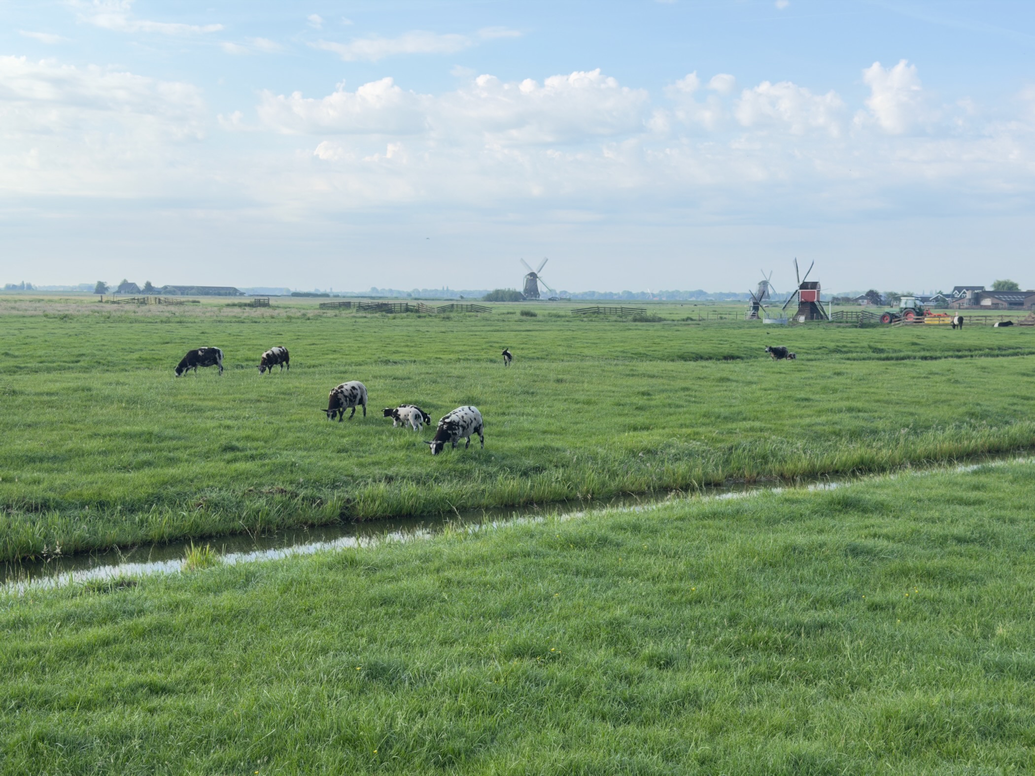 Black and white cows grazing in a green polder beside a ditch, with the windmills of the Aarlanderveen complex on the horizon