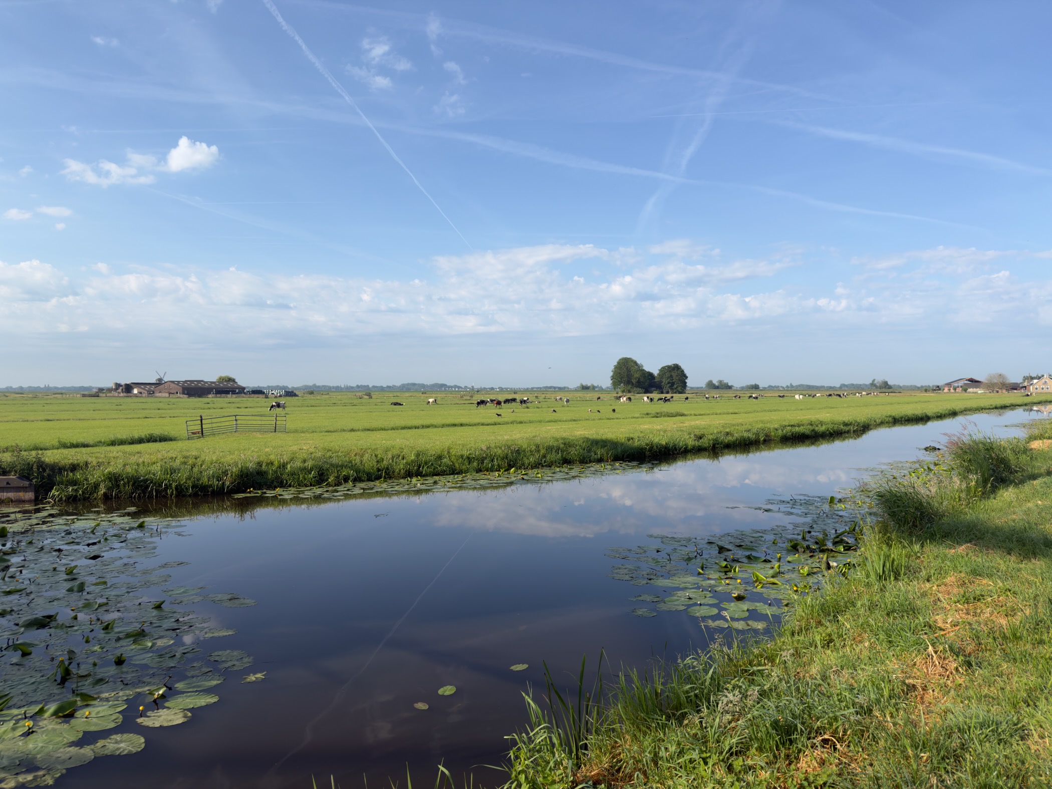 Calm canal reflecting the clouds, lily pads along the near bank and cattle grazing in the meadow beyond
