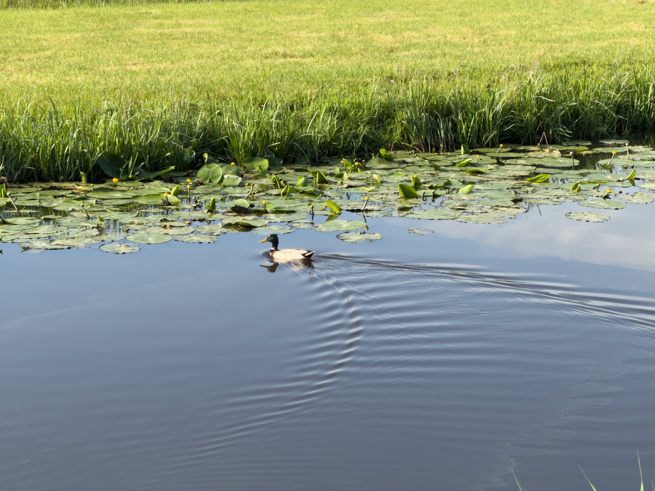 Mallard drake swimming across still water trailing a V-shaped ripple past lily pads and a grassy bank