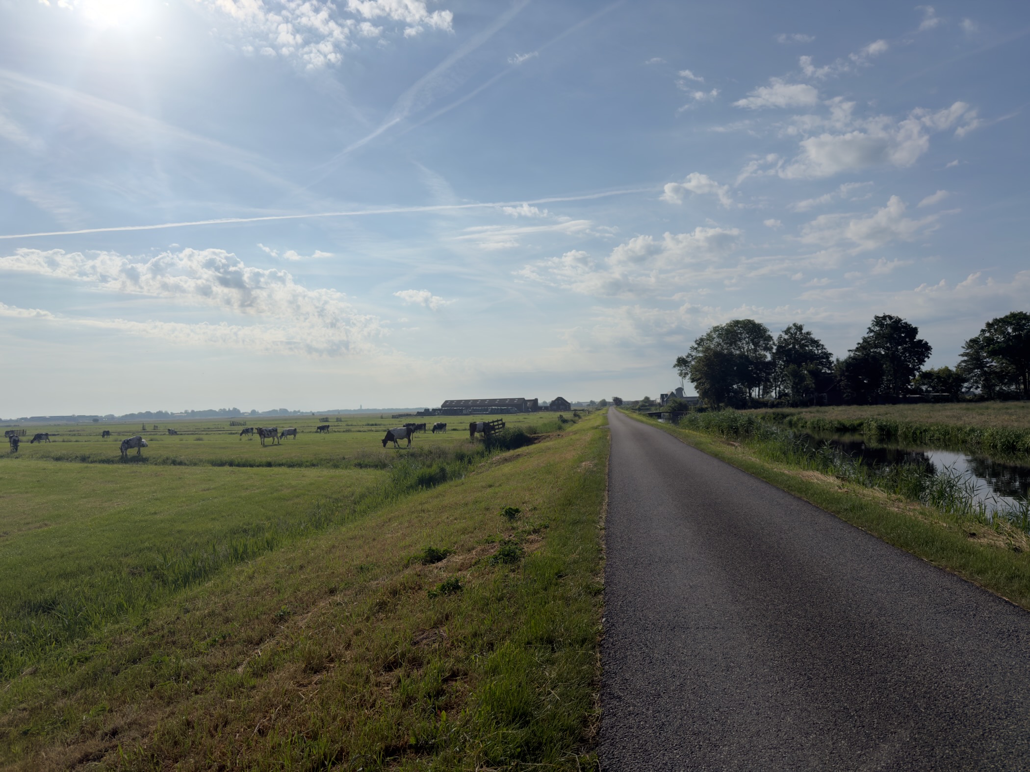 Quiet asphalt polder lane running straight ahead, cattle grazing in the meadow to the left and a reed-lined canal to the right