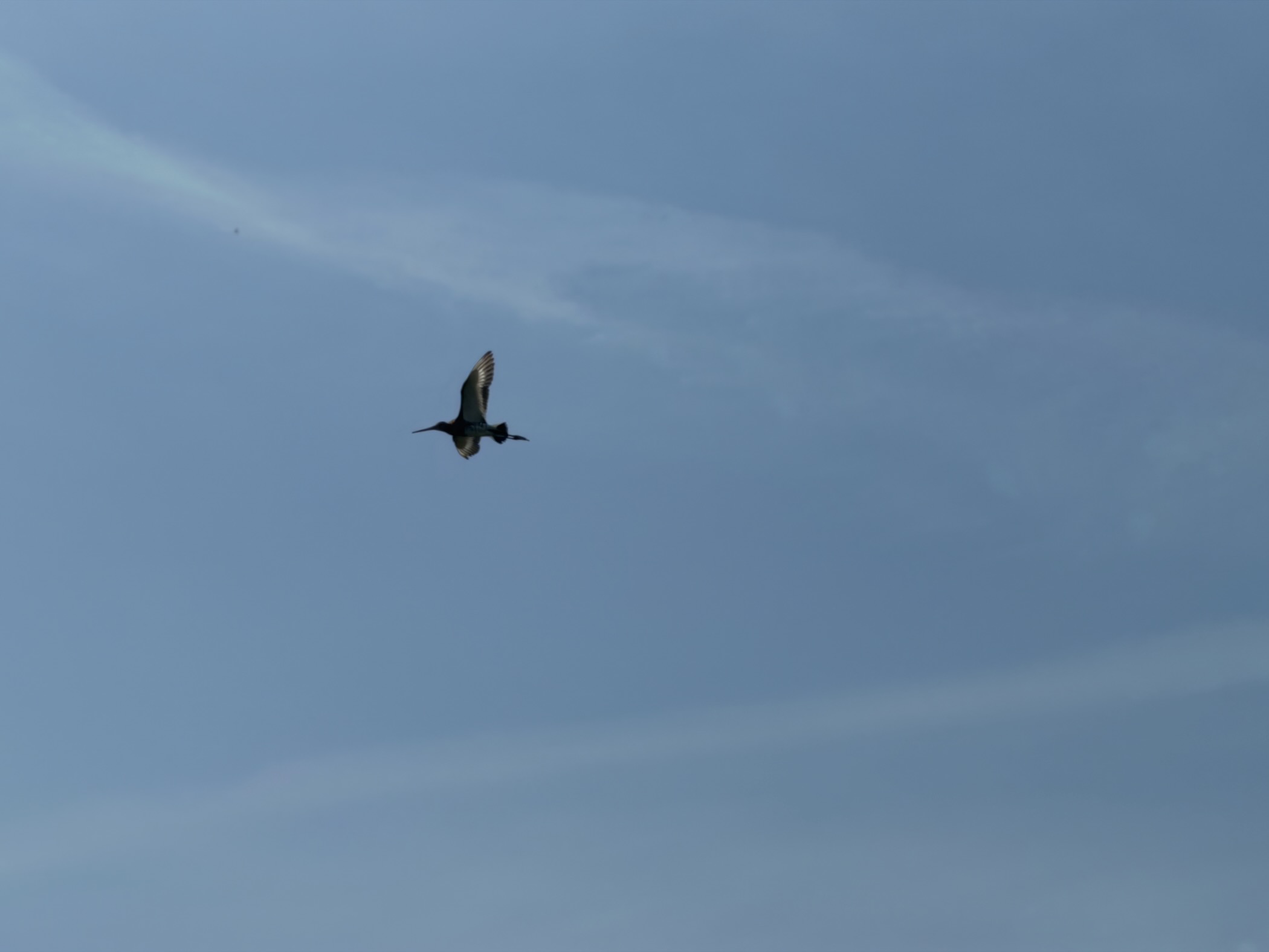 Black-tailed godwit in flight against a pale blue sky