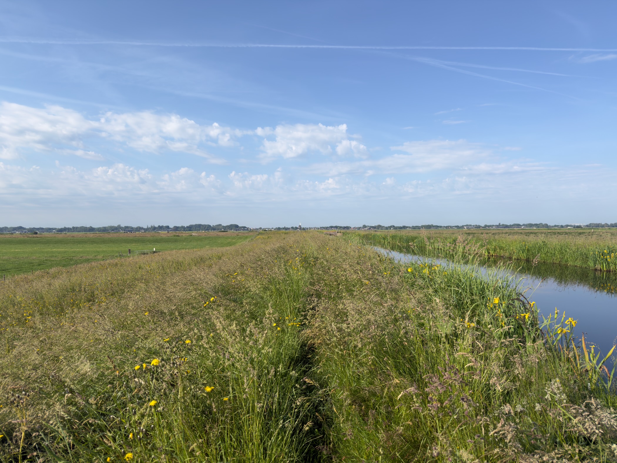 Grassy path between rough meadow and a reed-lined canal, yellow flowers and irises in the foreground