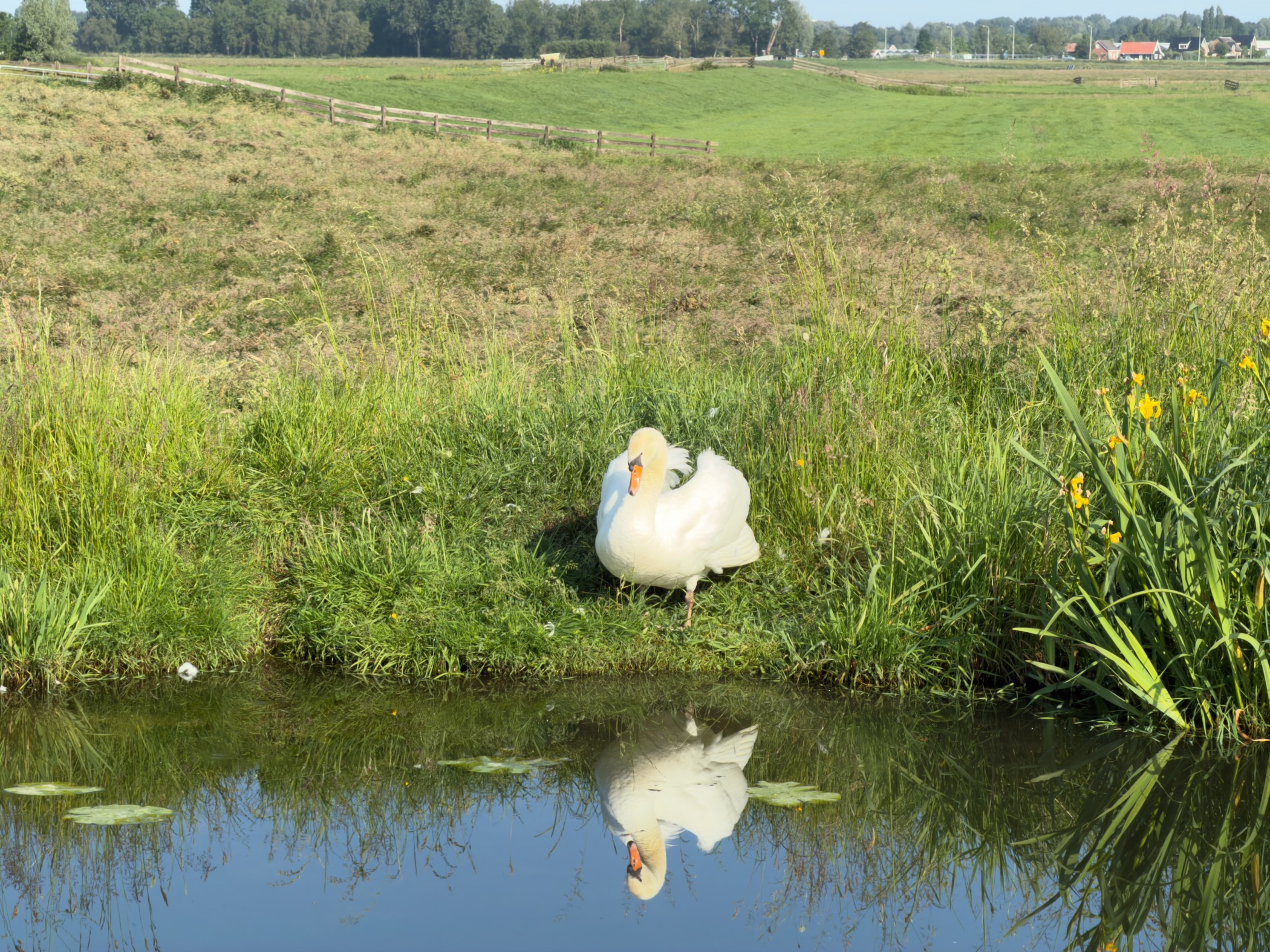 Mute swan preening on a grassy bank, reflected in the still canal below, with a meadow and fence behind