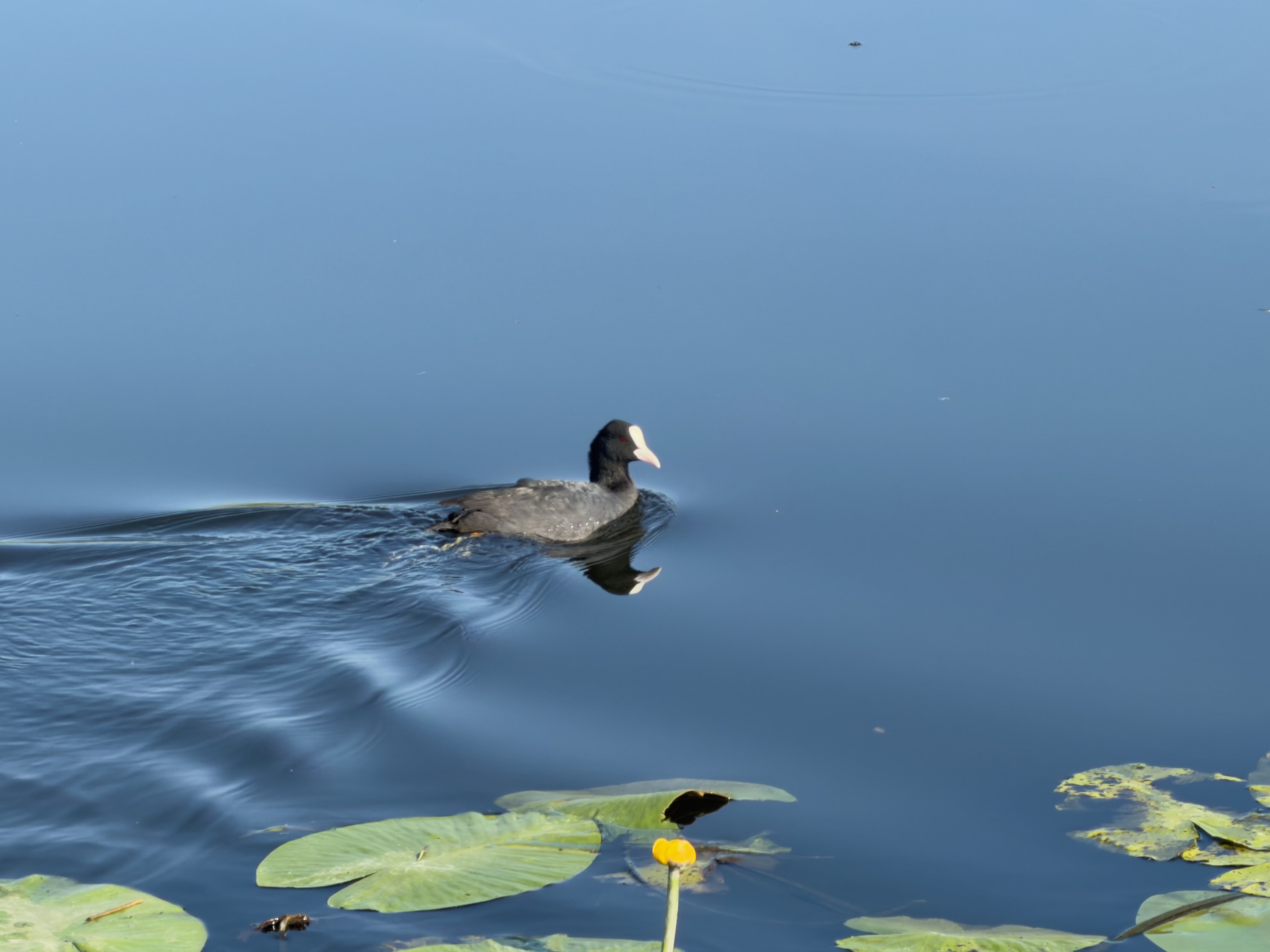Coot swimming on calm blue water trailing ripples, lily pads and a single yellow water lily in the foreground