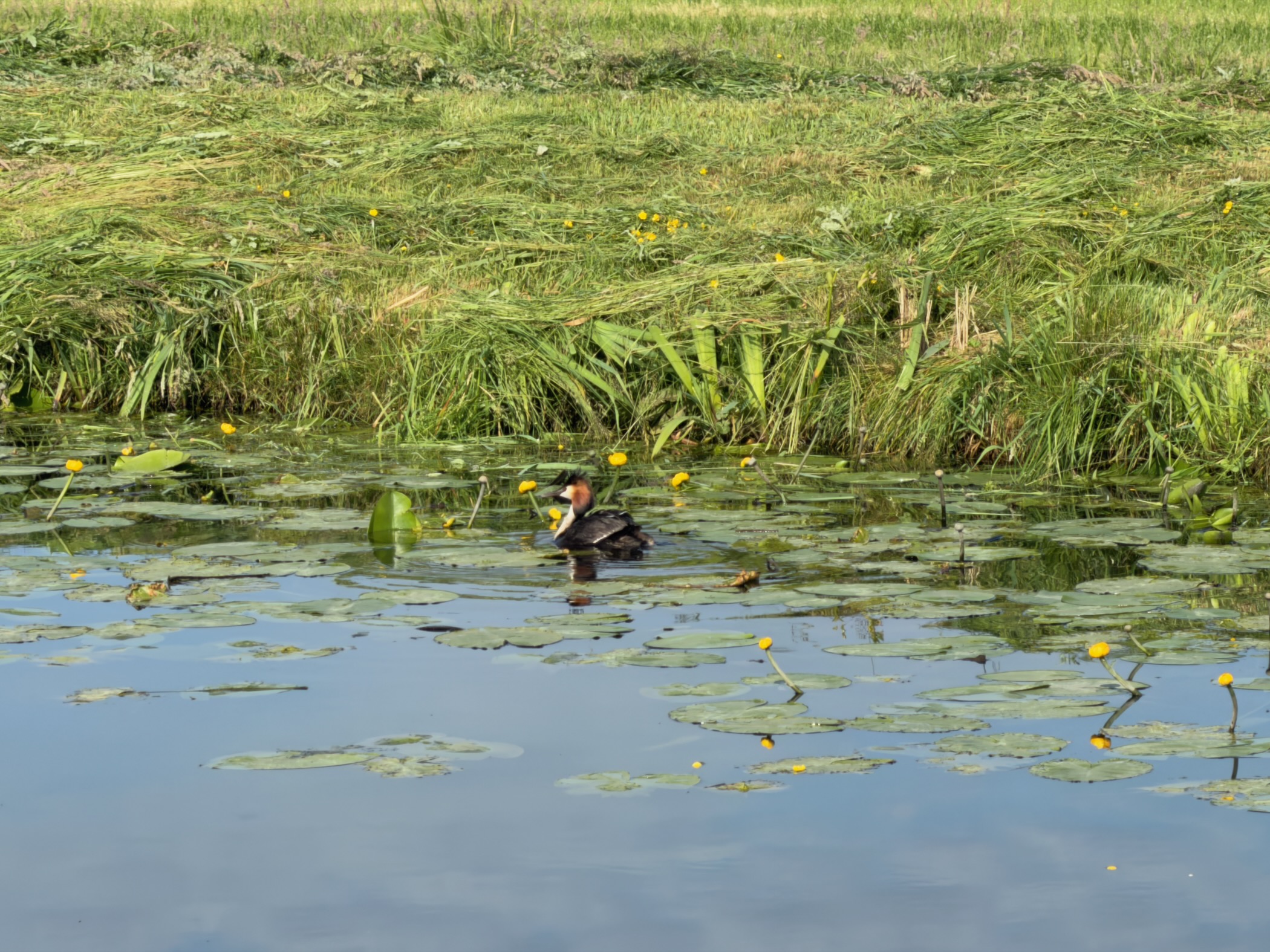 Duck among lily pads and yellow water lilies at the reedy edge of a canal