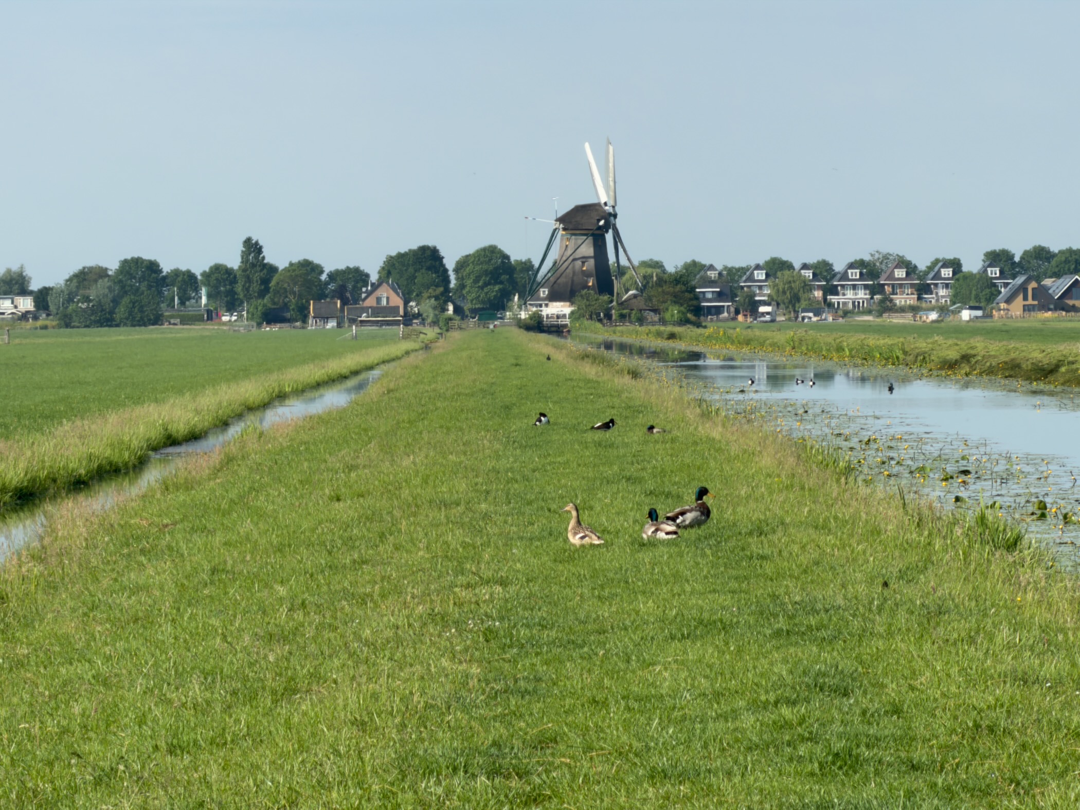 Two ducks and a goose resting on a grassy dyke beside a canal, with a windmill and houses in the distance