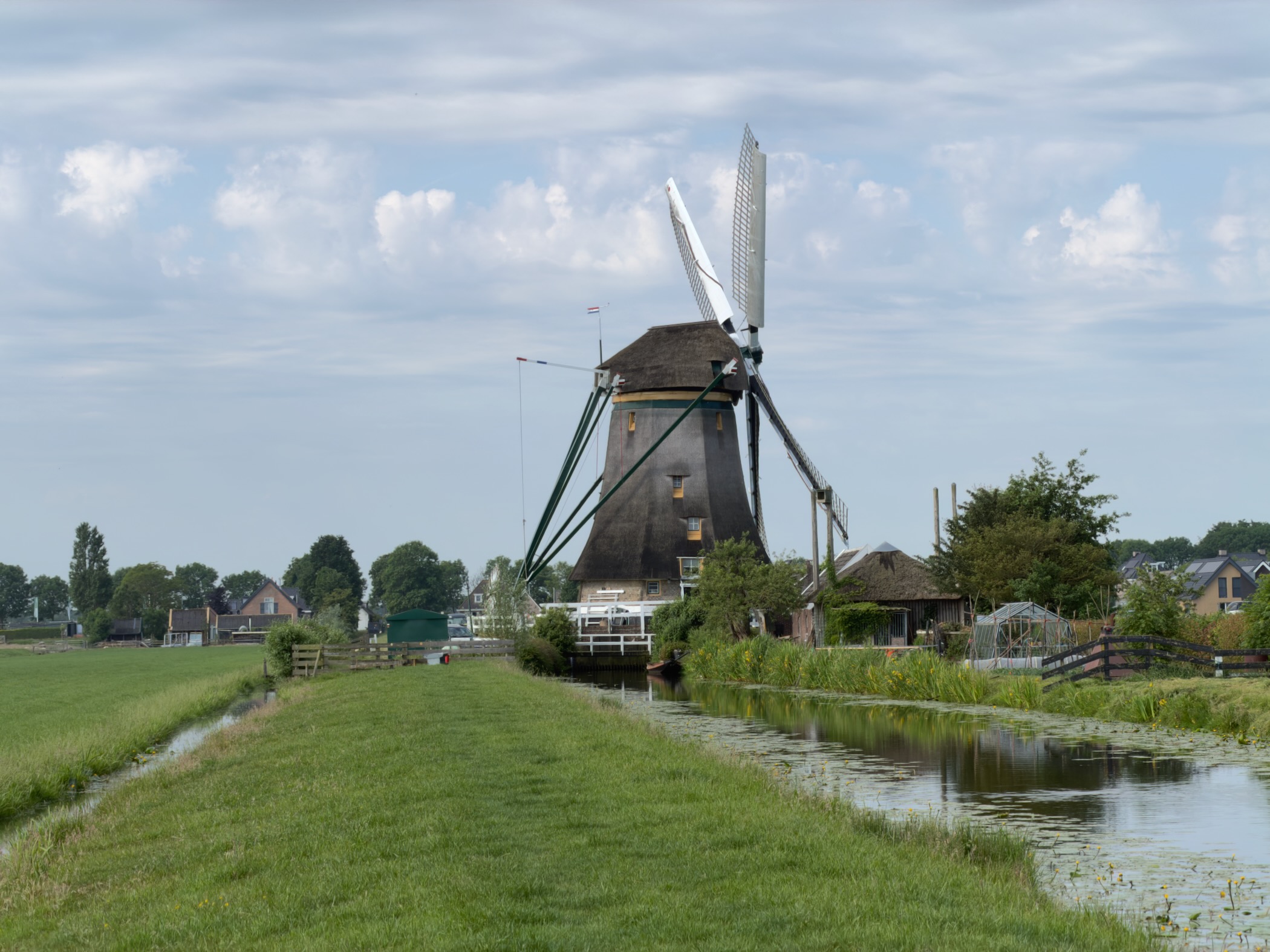 Thatched windmill with its sails set, beside a reed-lined canal with houses and greenhouses behind and a broad grassy dyke leading towards it