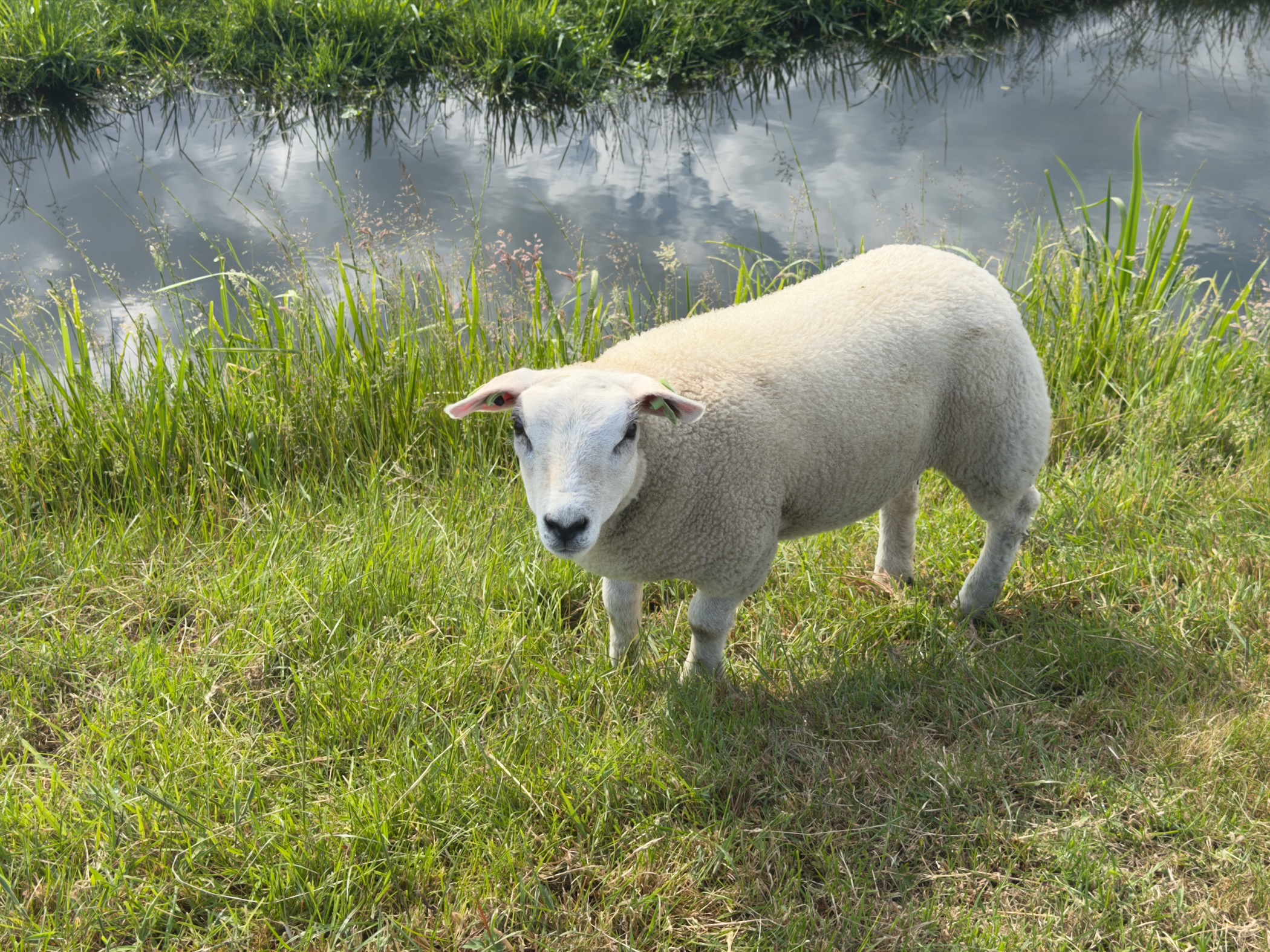 White sheep standing in long grass on a canal bank, looking towards the camera