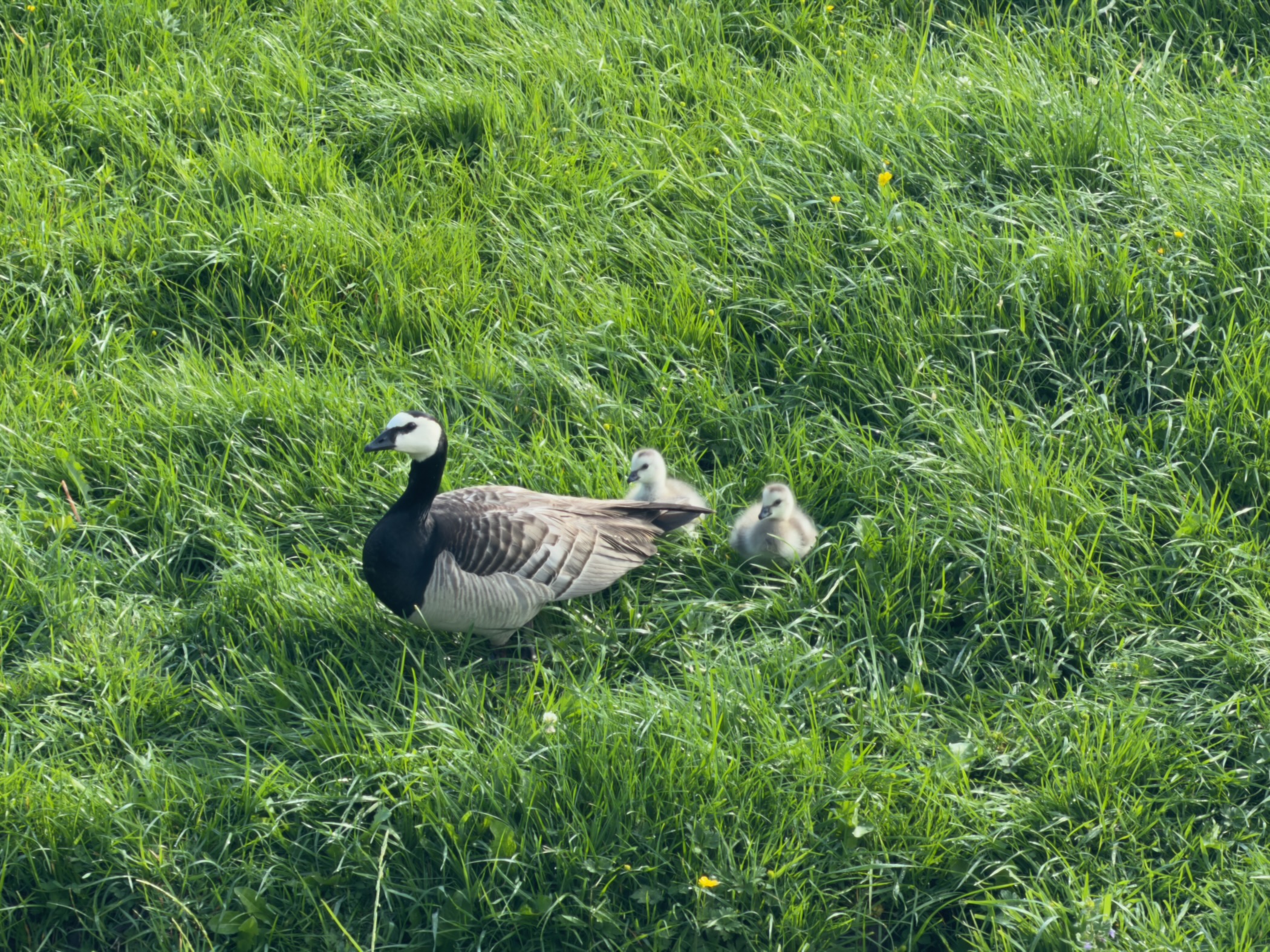 Barnacle goose with two fluffy goslings resting in lush green grass