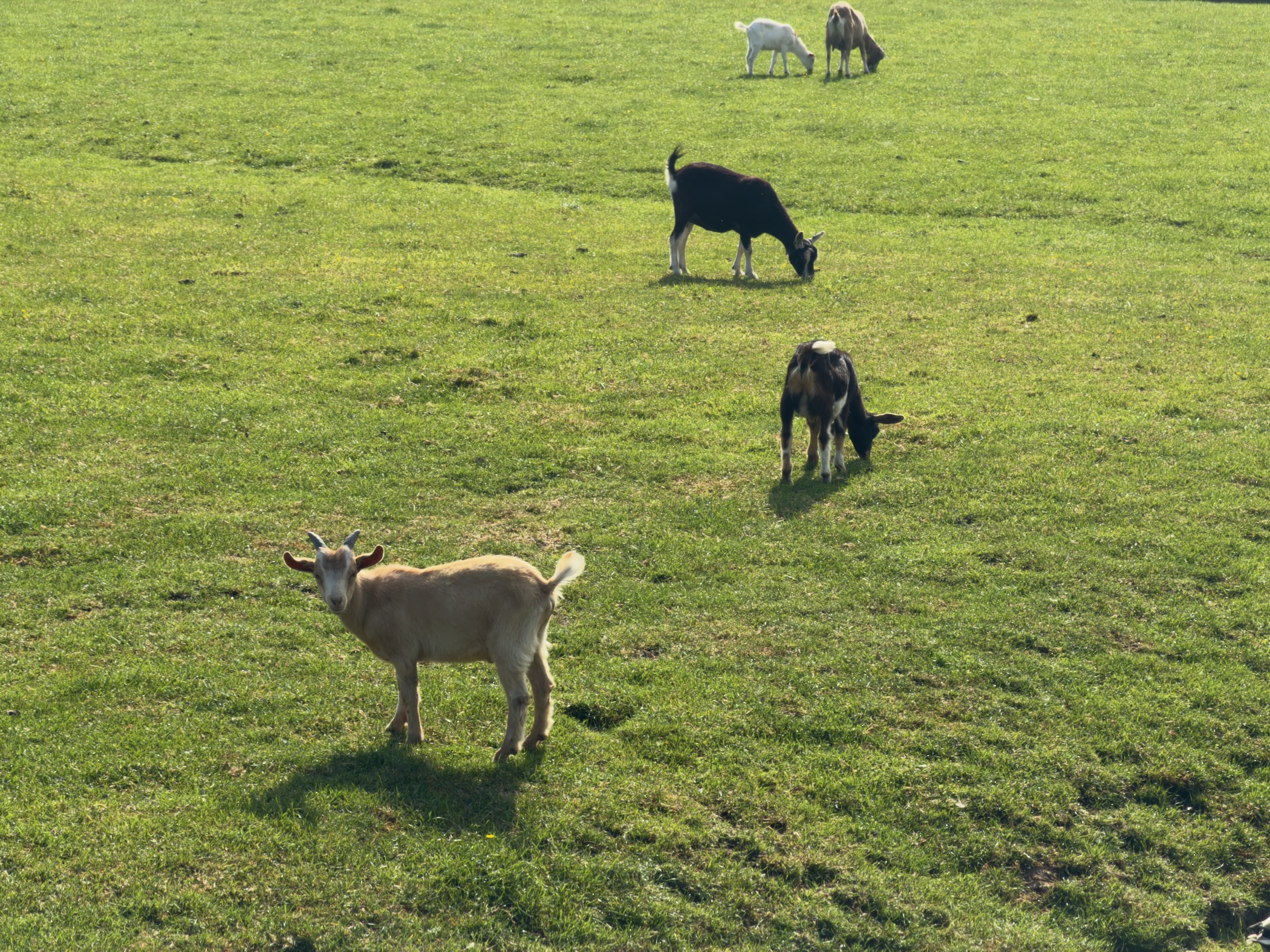 Goats grazing in a sunlit meadow, a tan goat in the foreground looking towards the camera
