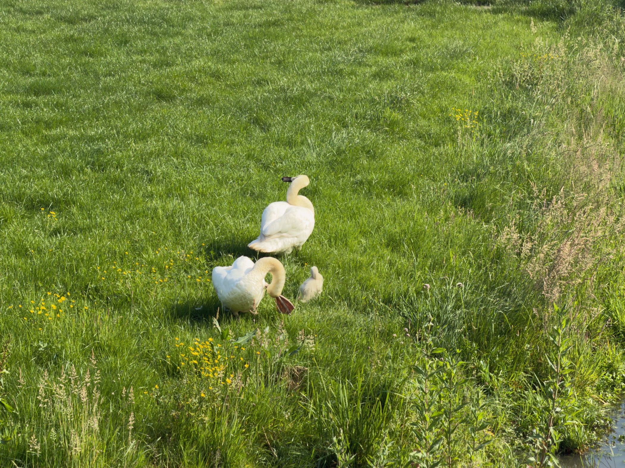 Two mute swans on a grassy bank dotted with dandelions, one with a small cygnet beside it