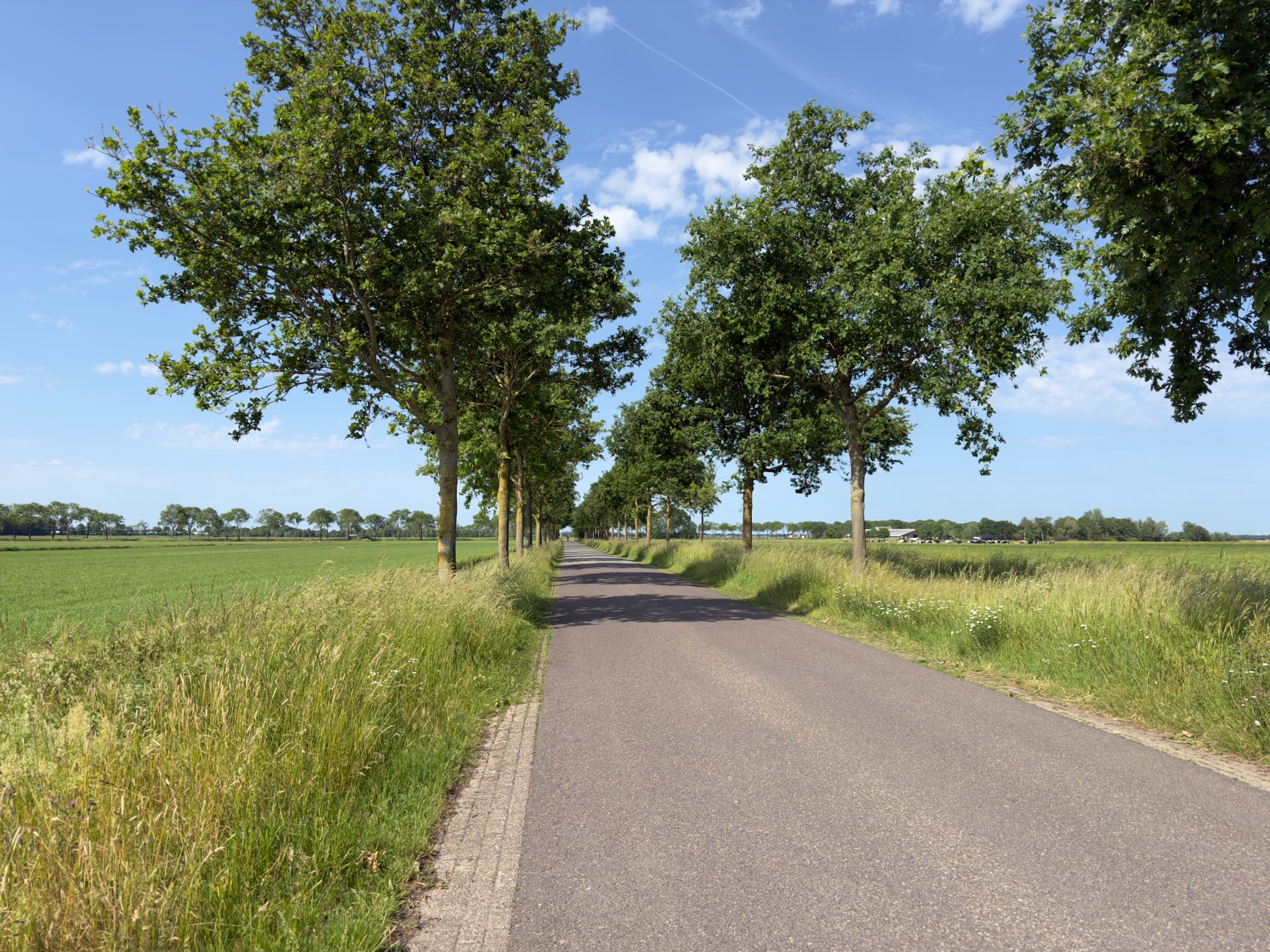 Tree-lined country lane running straight through green farmland under a blue sky
