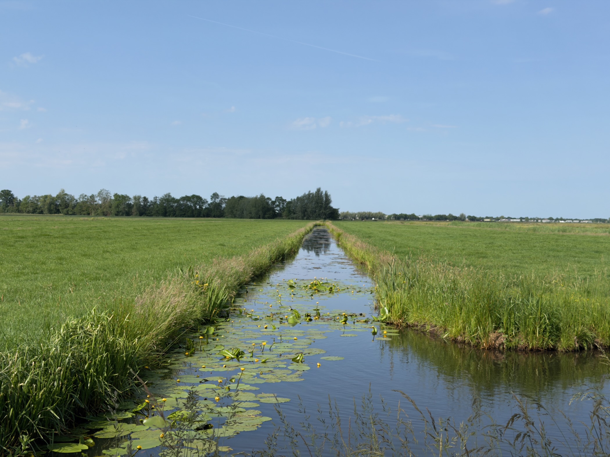 Straight ditch fringed with reeds and yellow water lilies cutting through wide green polder under a clear sky