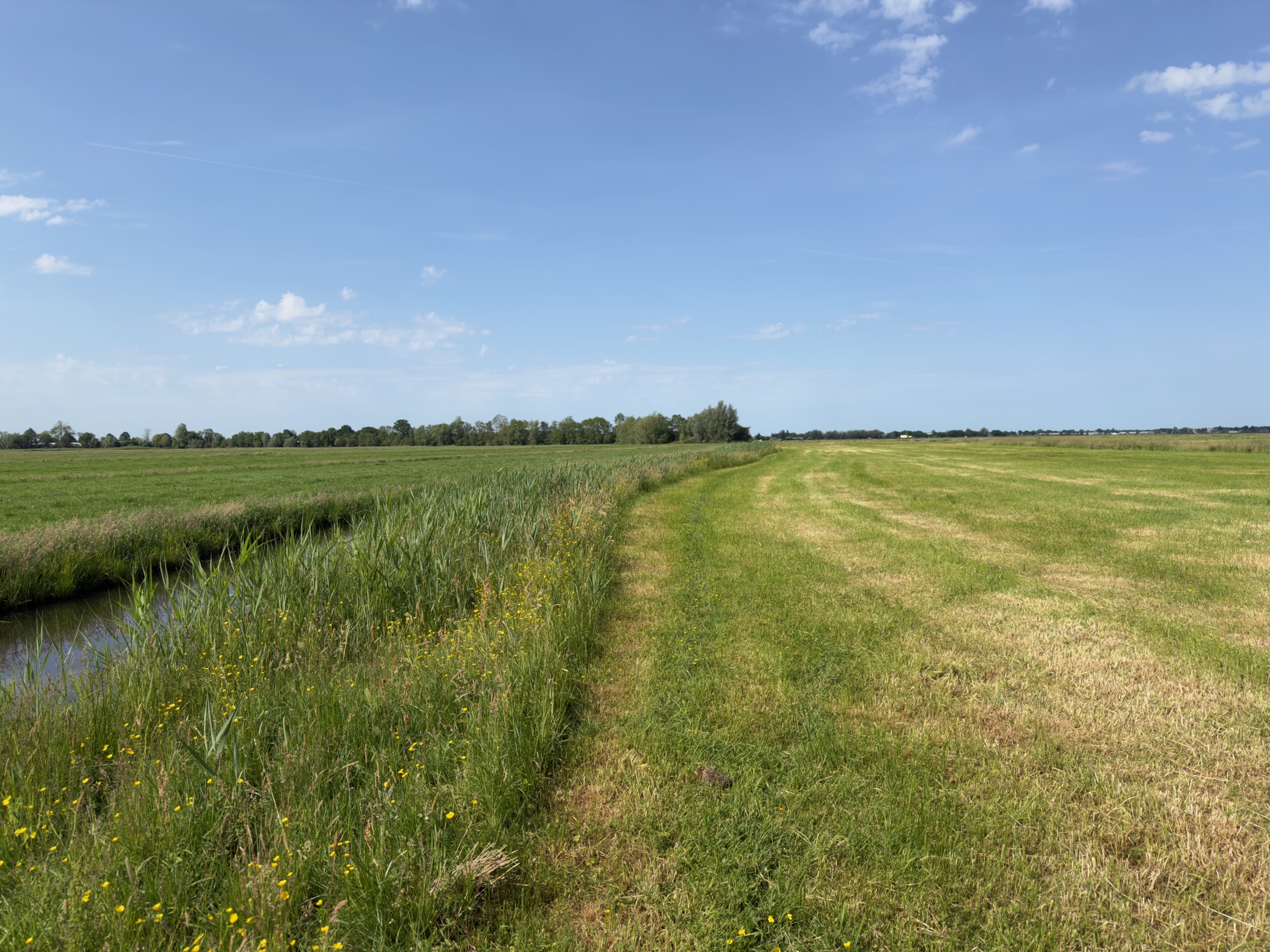 Wide polder meadow half freshly mown, with a reed-lined ditch on the left under a big blue sky