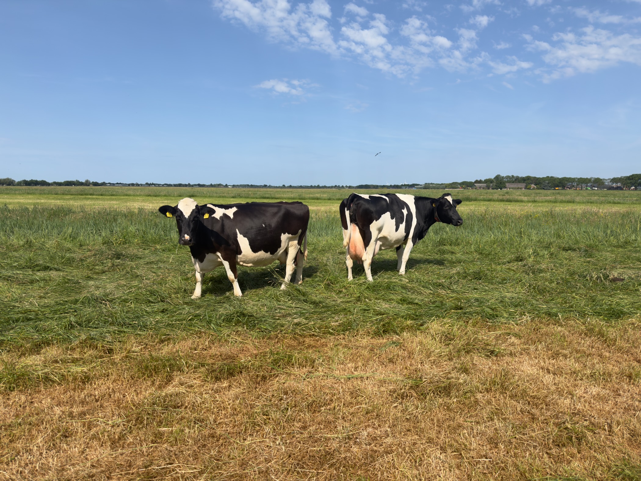 Two black and white Holstein cows standing in a freshly mown meadow, looking towards the camera