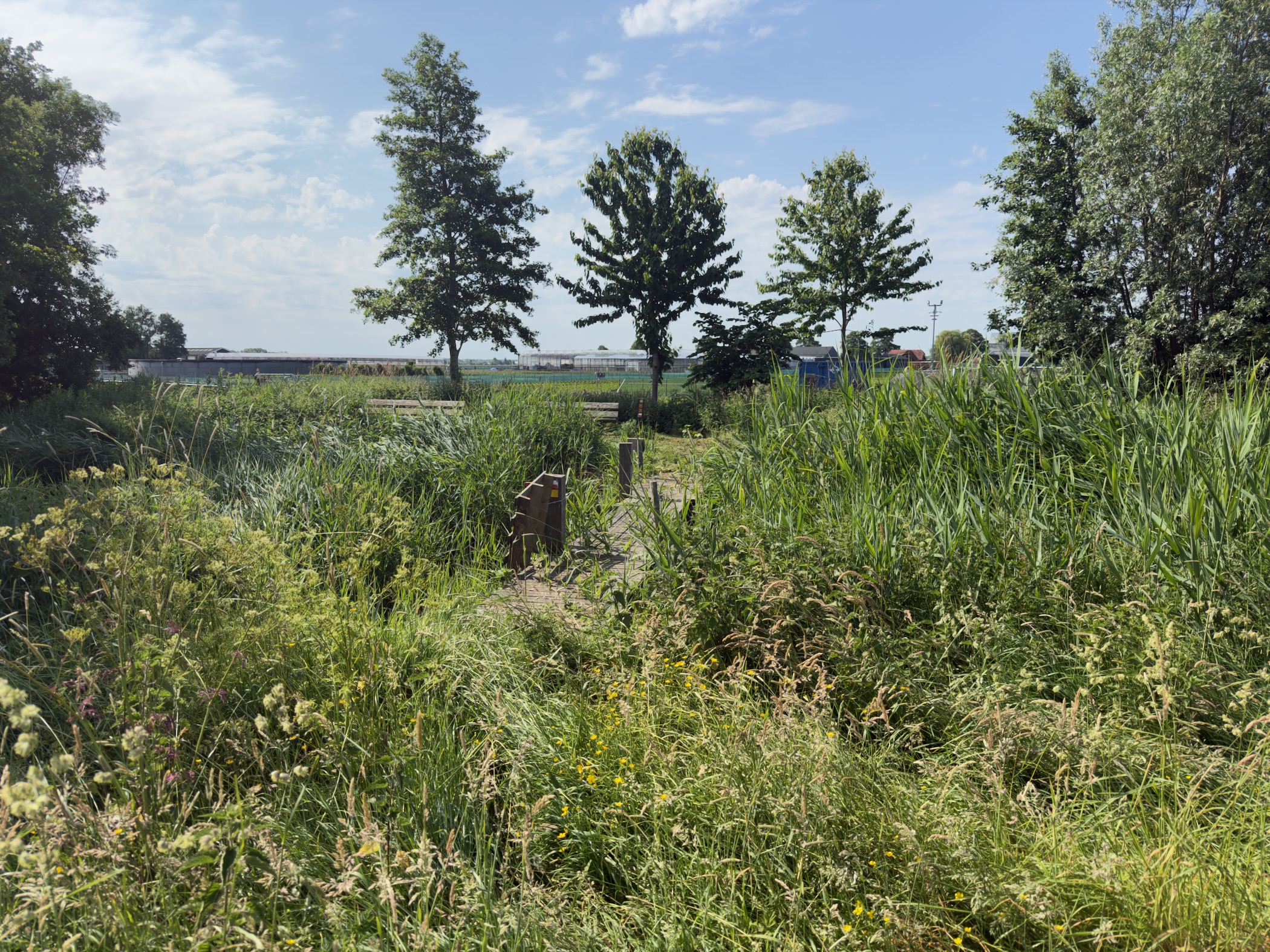 Overgrown path through tall grass and reeds towards a few trees, with greenhouses in the distance