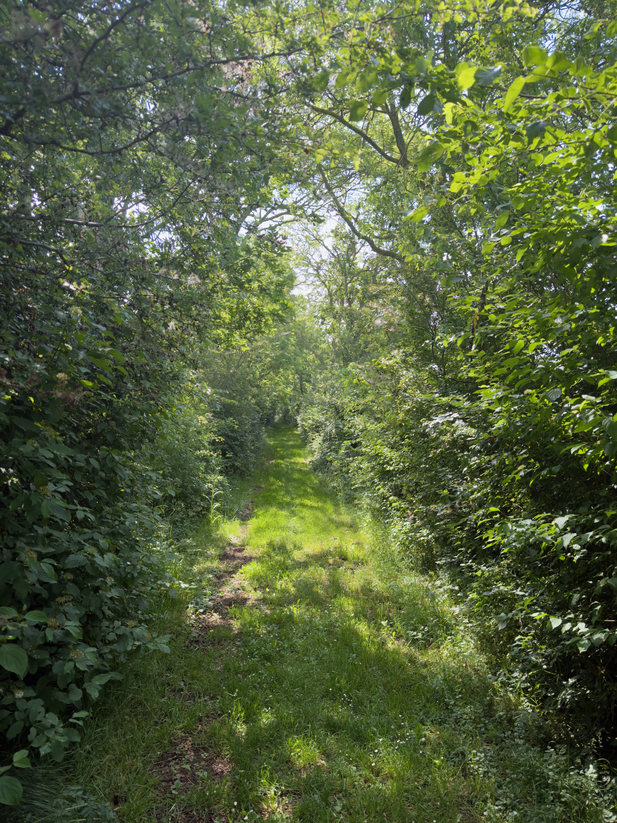Narrow grassy path tunnelling through dense green trees and hedges