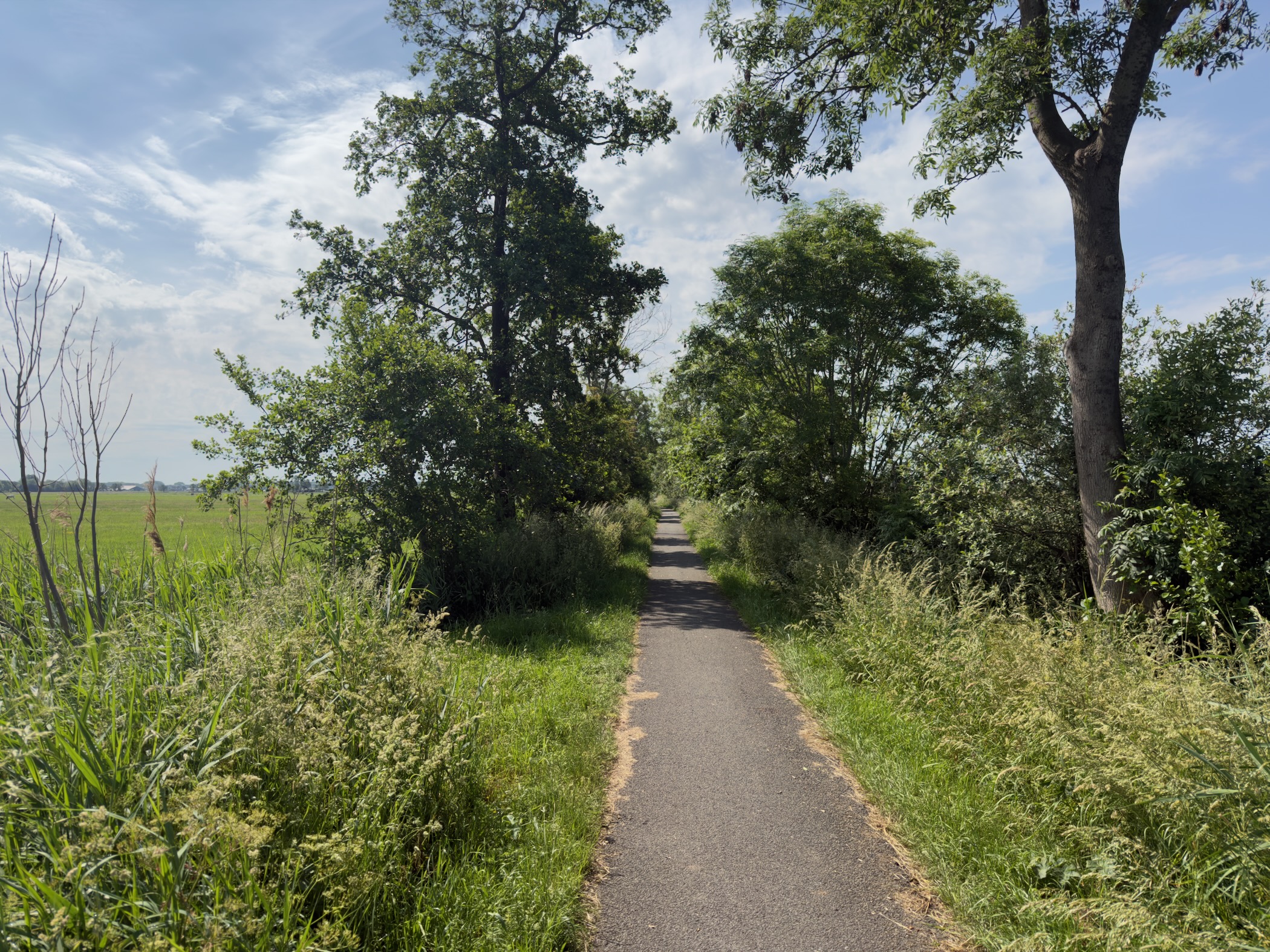 Paved path winding between trees and tall grass beside open meadow under a bright sky