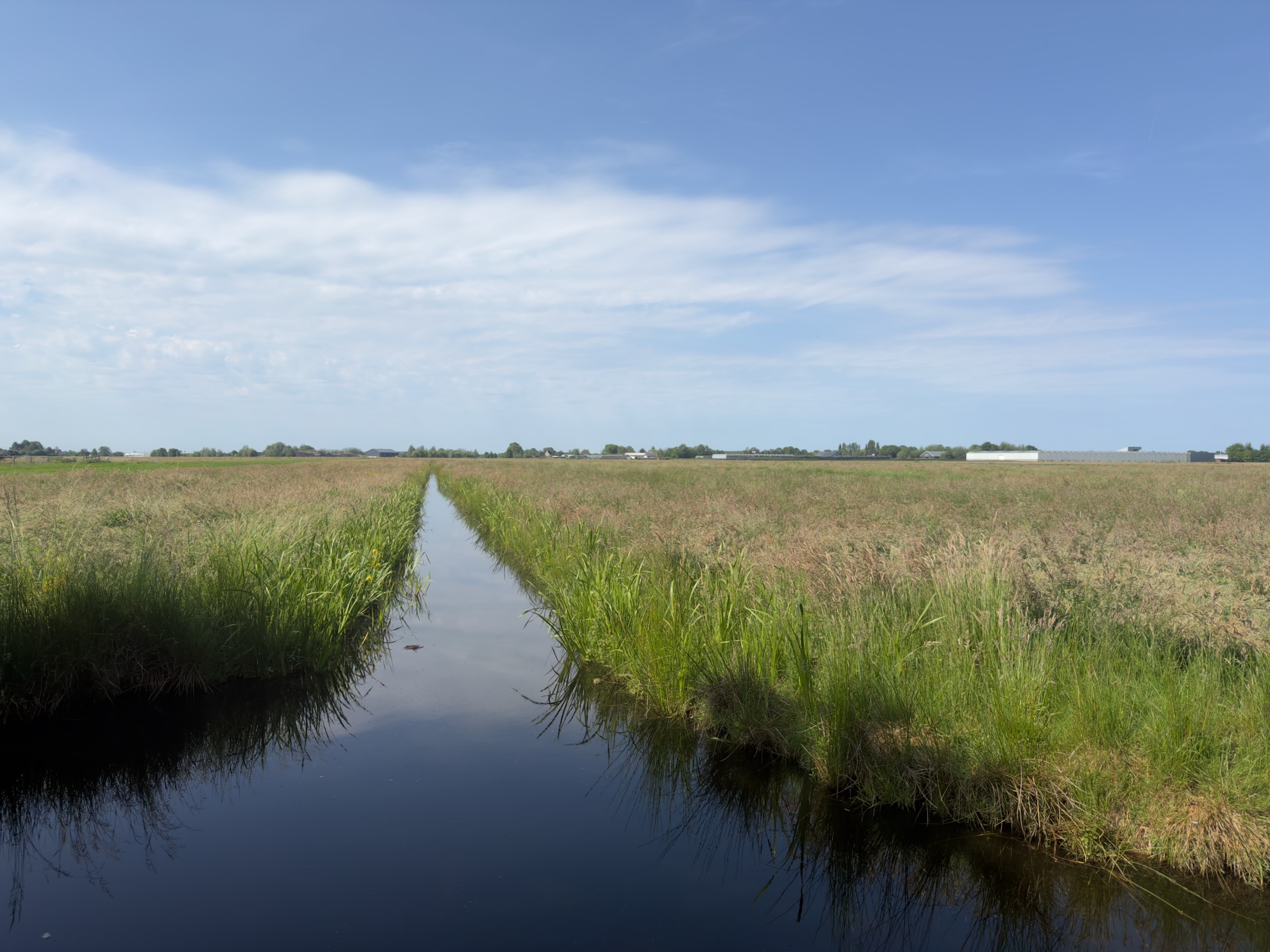 Reed-fringed ditch running straight across wide polder towards distant greenhouses under a big sky